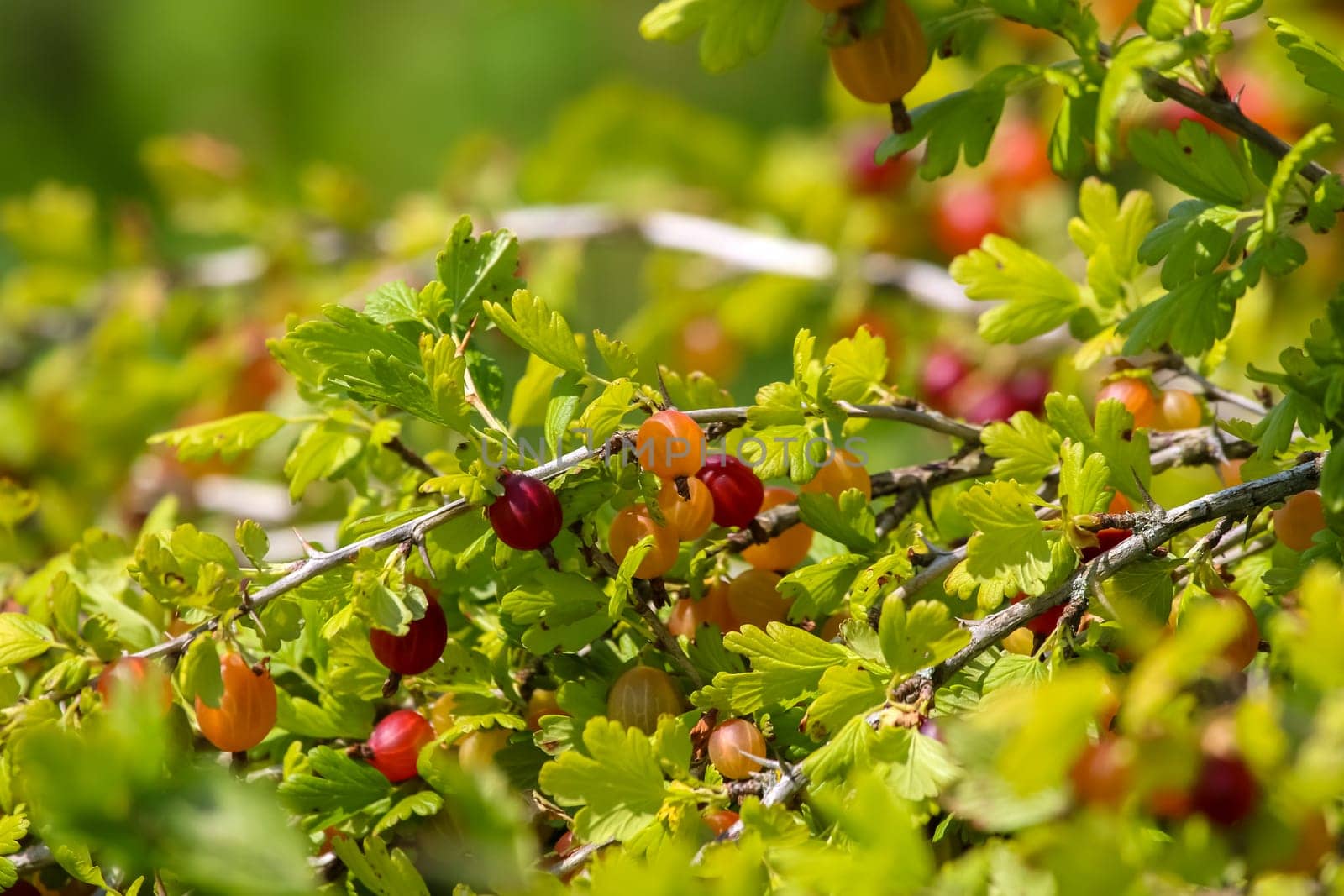 Gooseberries on bush branch. Gooseberries on bush. Gooseberries in garden. Summer berries in Latvia.