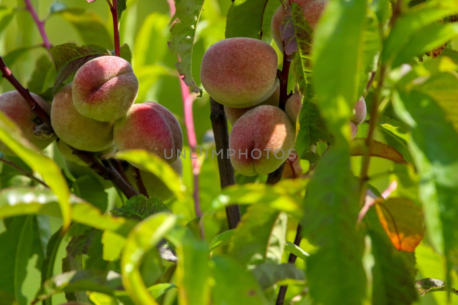 Peaches on tree branch. Unripe peaches on tree. Peaches in garden. Summer fruits in Latvia. Tasty peach on tree in sunny summer orchard.