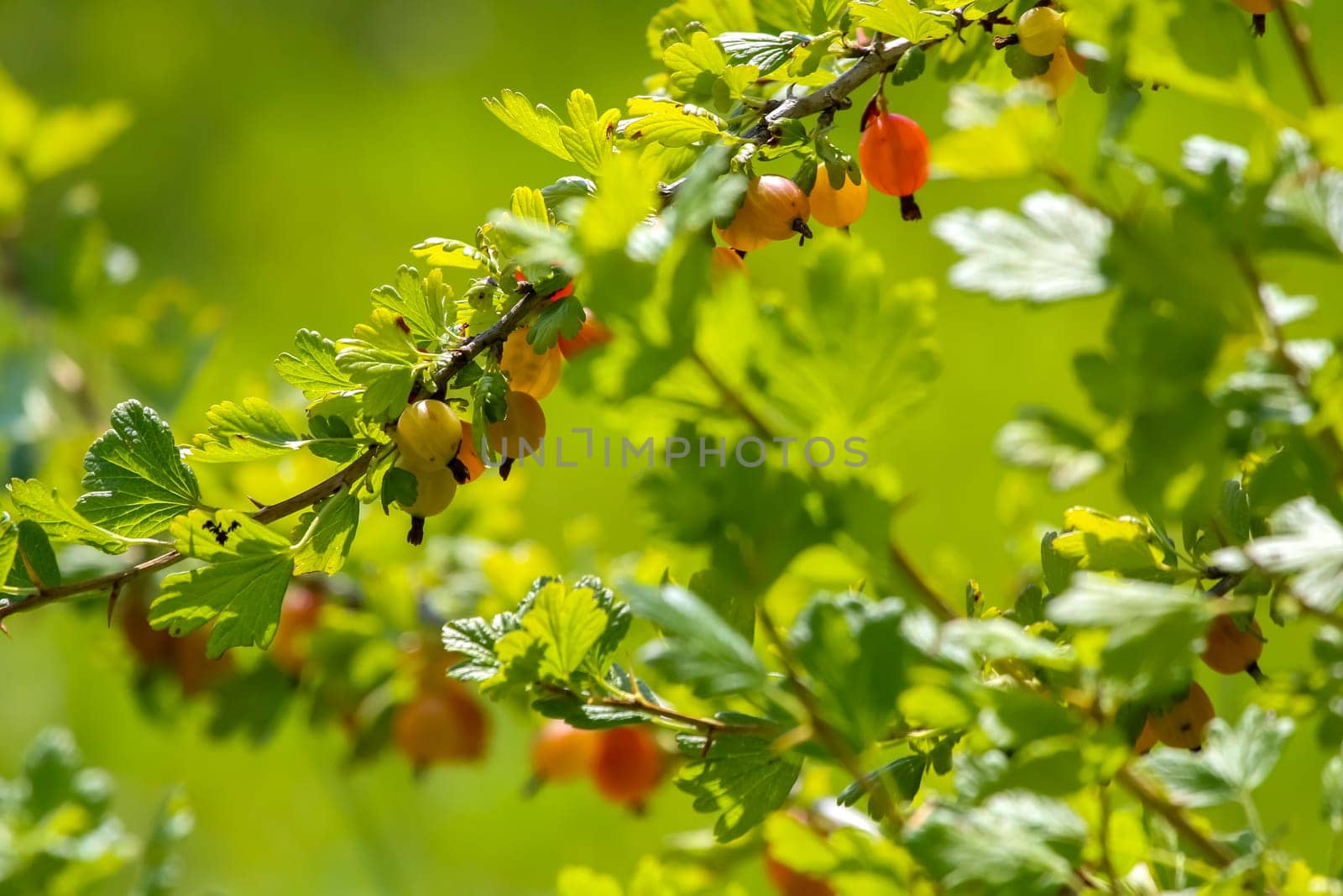 Gooseberries on bush branch. Gooseberries on bush. Gooseberries in garden. Summer berries in Latvia.