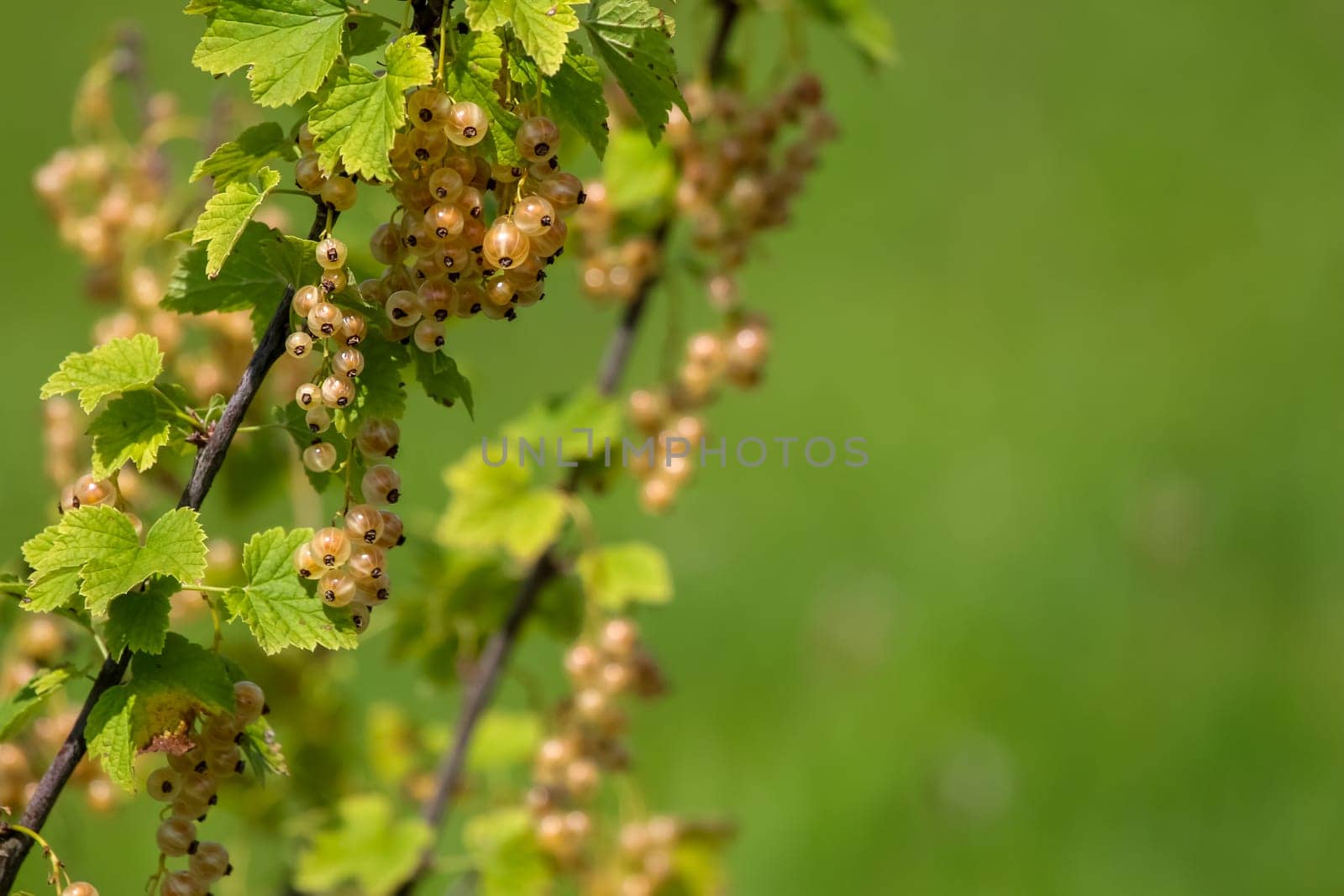 White currants on bush branch. White currants on bush. White currants in garden. Summer berries in Latvia.