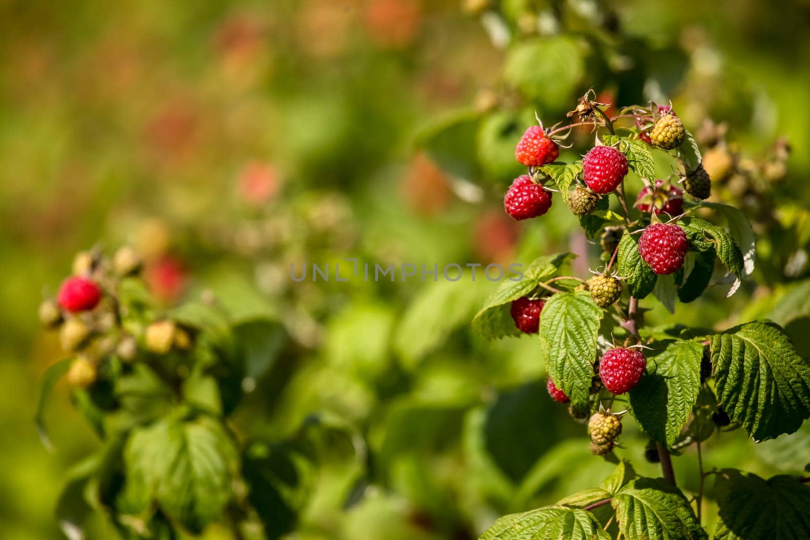 Raspberries on bush branch. Autumn raspberries currants on bush. Red raspberries in garden. Autumn berries in Latvia.