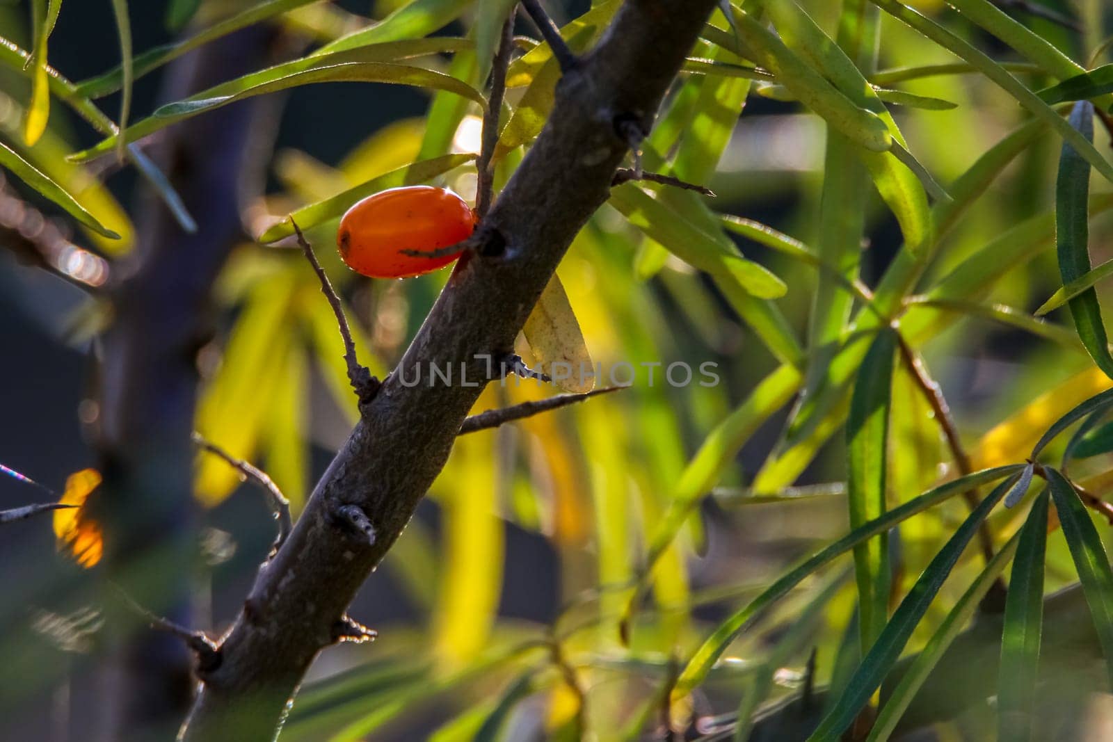 Buckthorn berry bush, tree branch. One buckthorn on tree, bush. Buckthorns in garden. Summer berrys in Latvia.