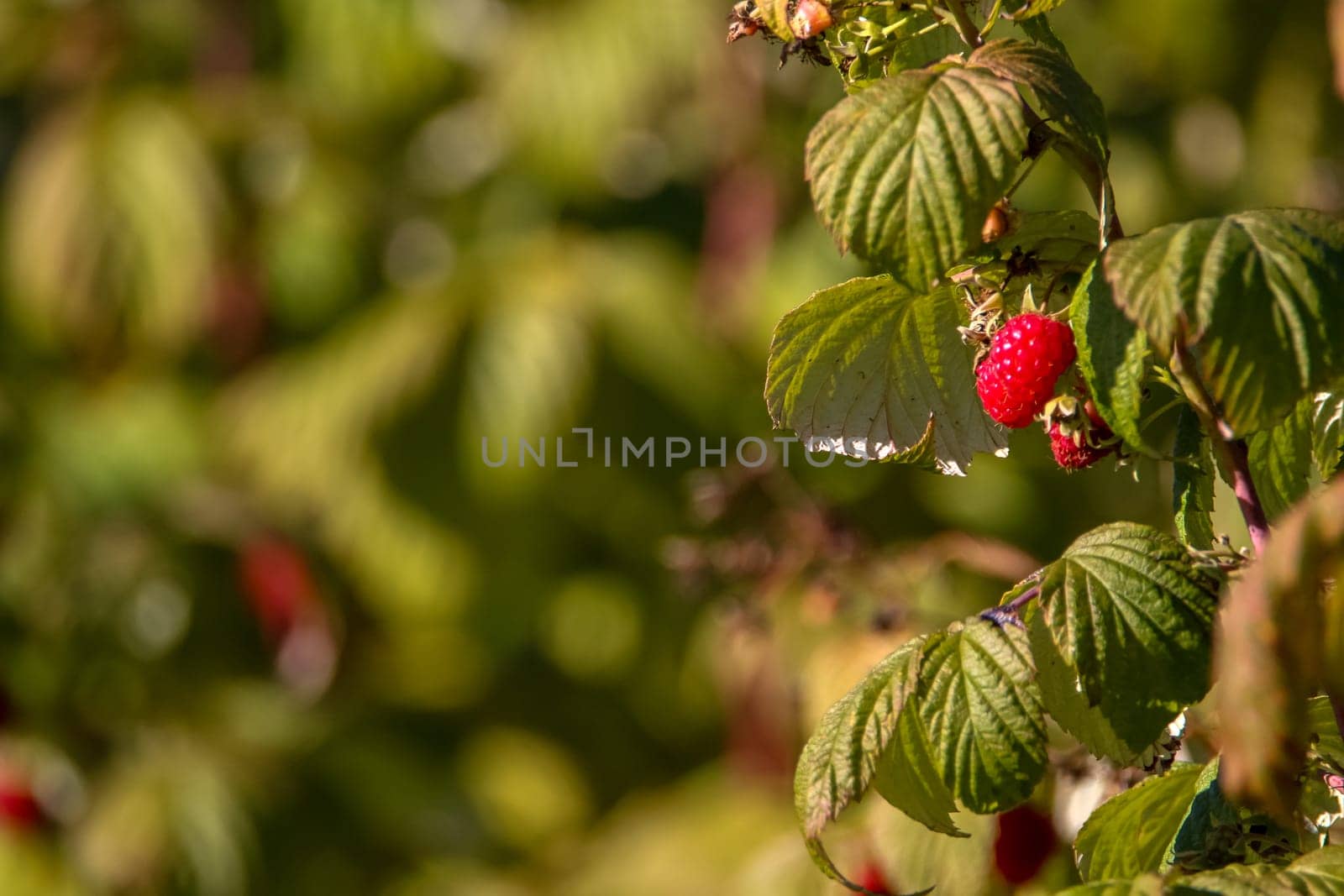 Raspberries on bush branch. Autumn raspberries currants on bush. Red raspberries in garden. Autumn berries in Latvia.