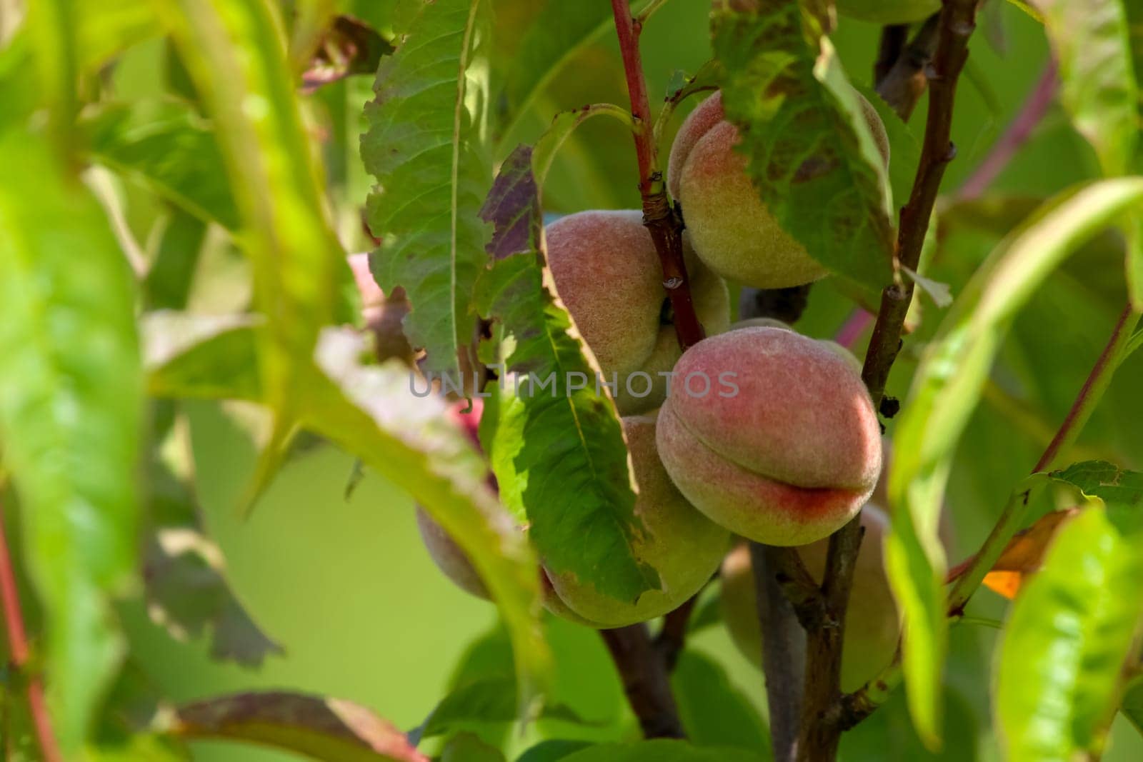 Peaches on tree branch. Unripe peaches on tree. Peaches in garden. Summer fruits in Latvia. Tasty peach on tree in sunny summer orchard.