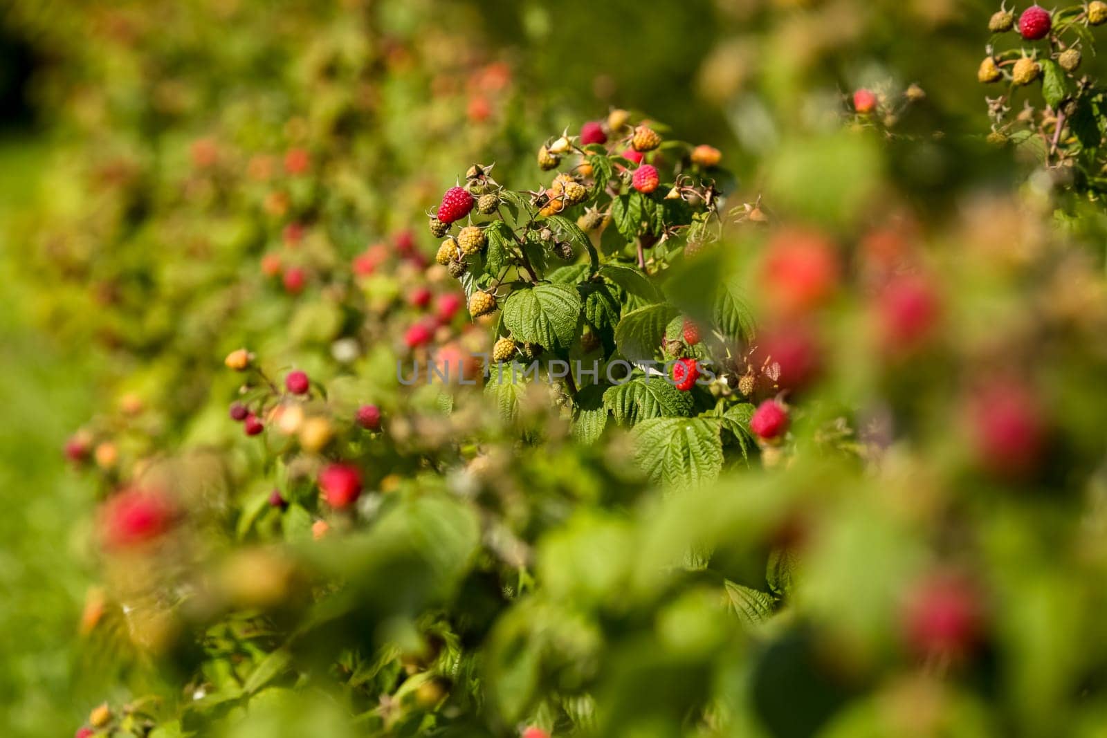 Raspberries on bush branch. Autumn raspberries currants on bush. Red raspberries in garden. Autumn berries in Latvia.