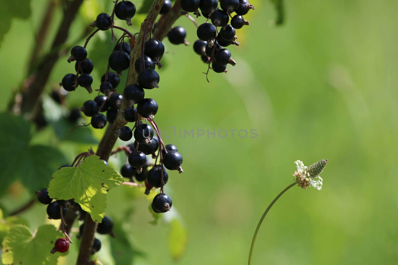 Blackcurrant on bush branch. Blackcurrant on bush. Blackcurrant in garden. Summer berries in Latvia. Green background with black currants.