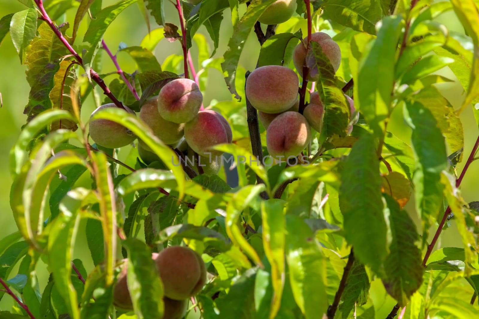 Peaches on tree branch. Unripe peaches on tree. Peaches in garden. Summer fruits in Latvia. Tasty peach on tree in sunny summer orchard.