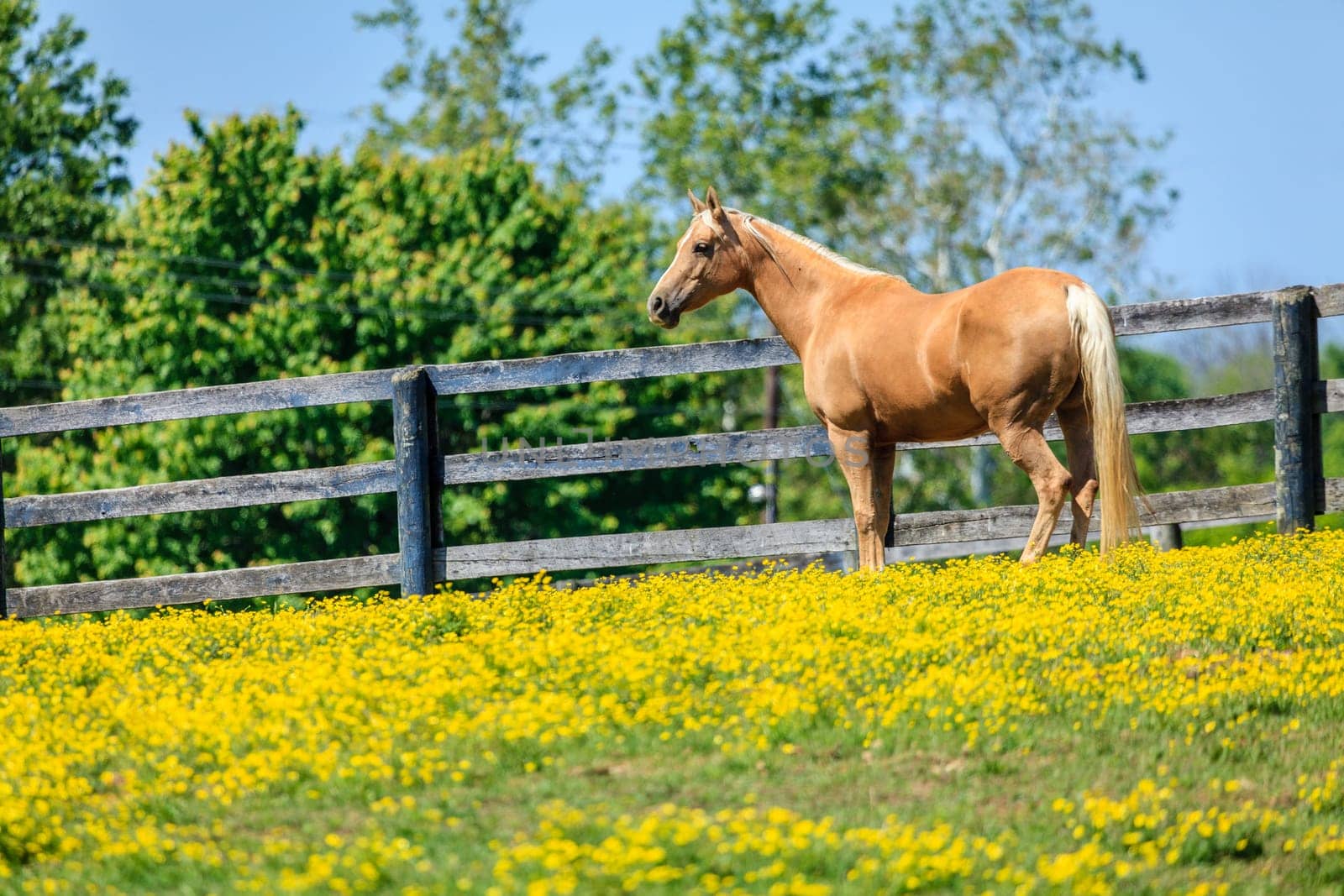 Beautiful palomino mare on a farm in Central Kentucky