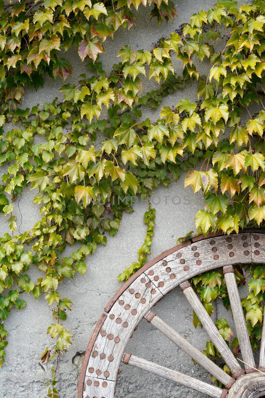 Antique wooden carriage wheel against wall with vine leaves