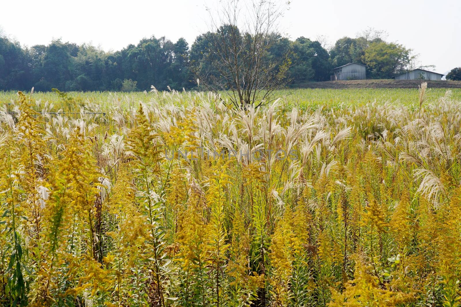 Giant goldenrod with pampas grass feild against the blue sky