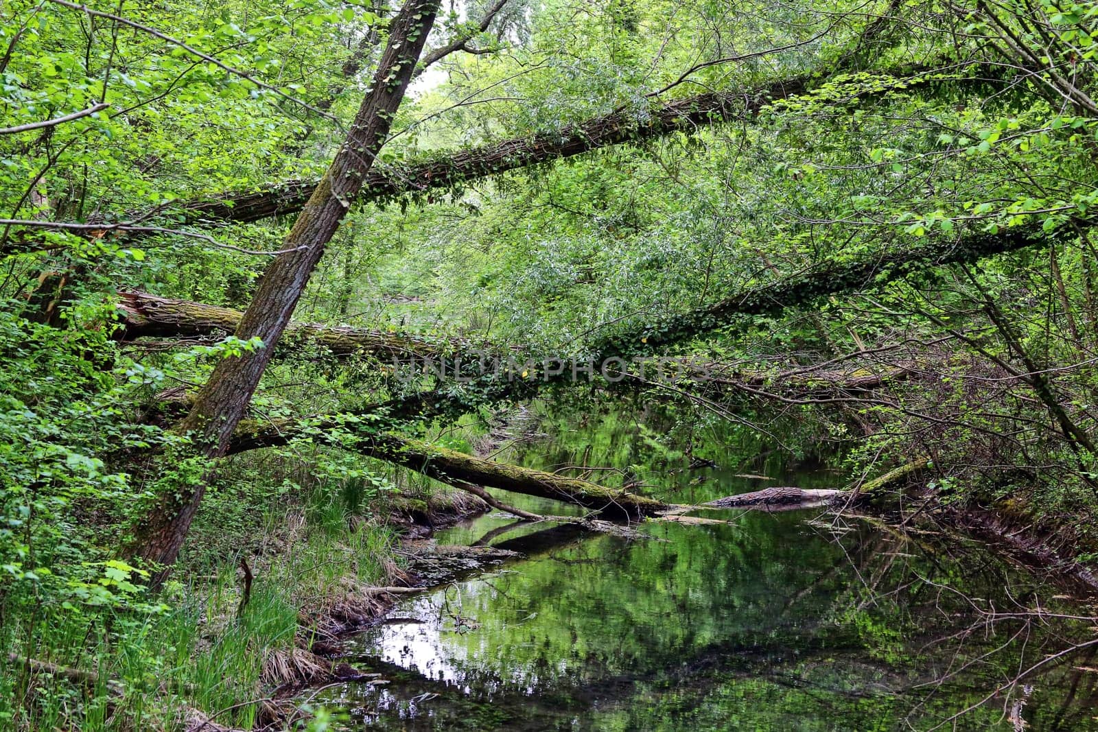 Fallen trees in the Rappennestgießen nature reserve near Burkheim