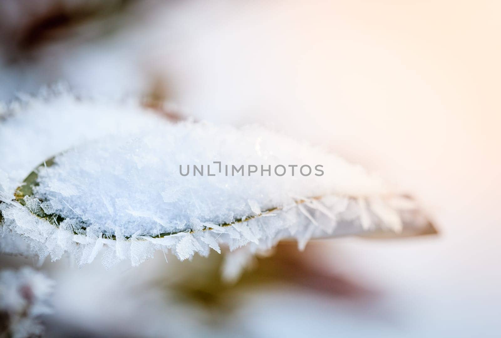 Closeup image of ice crystals covering leaves after ice storm