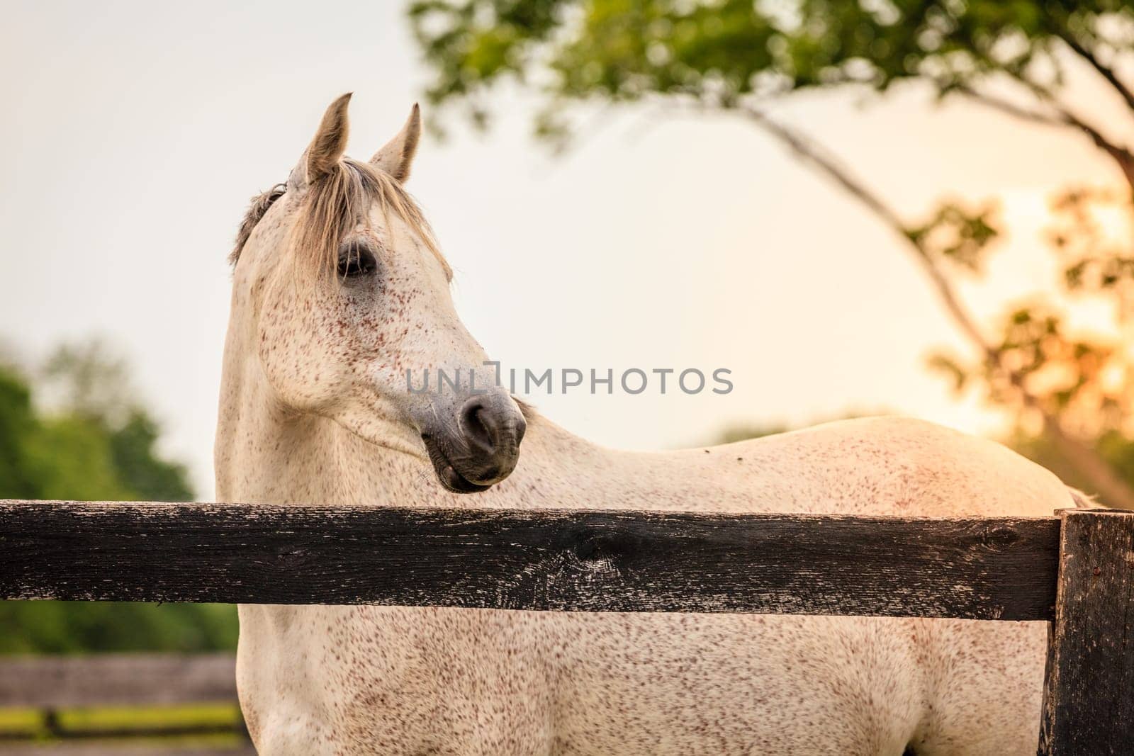 Portrait of a beautiful gray horse standing by the fence on a horse farm in Kentucky