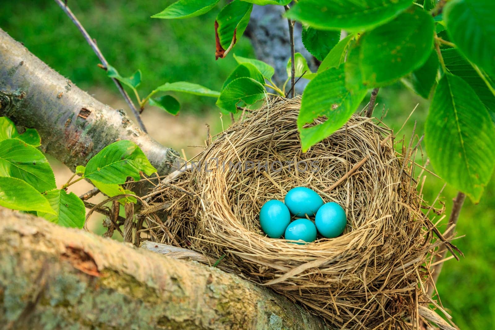 Blue robins eggs in a nest on a tree in Central Kentucky