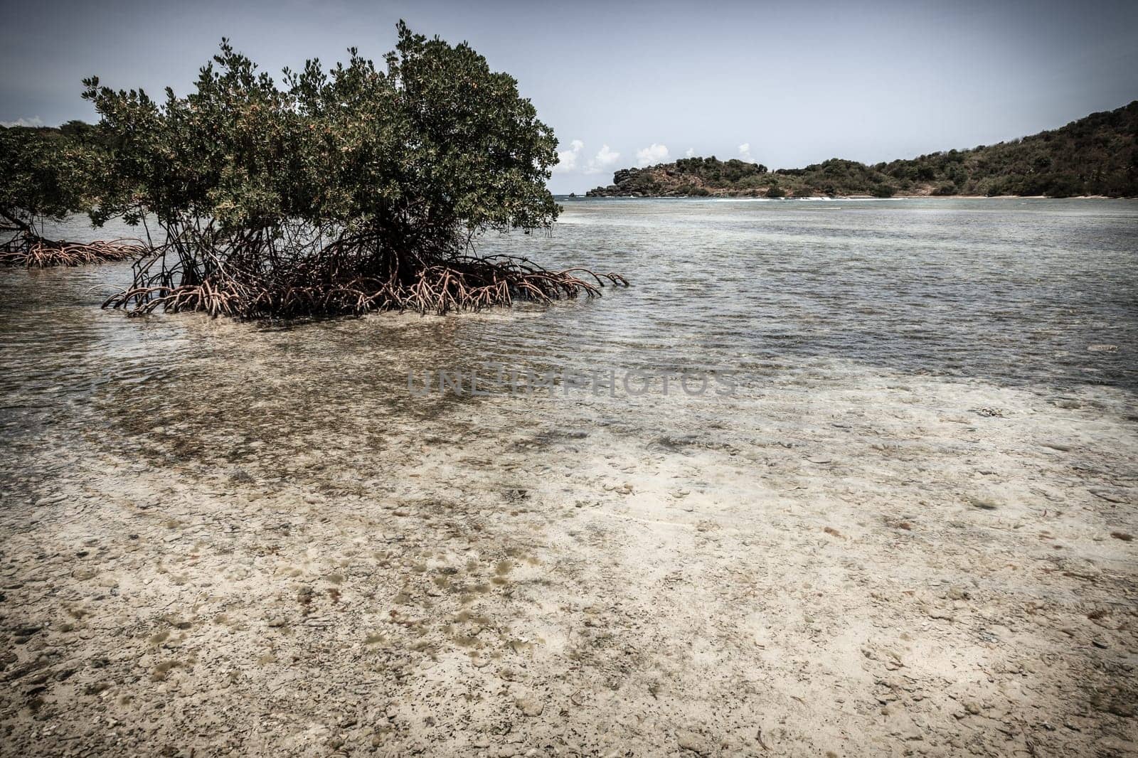Mangroves in a bay on an island in BVI