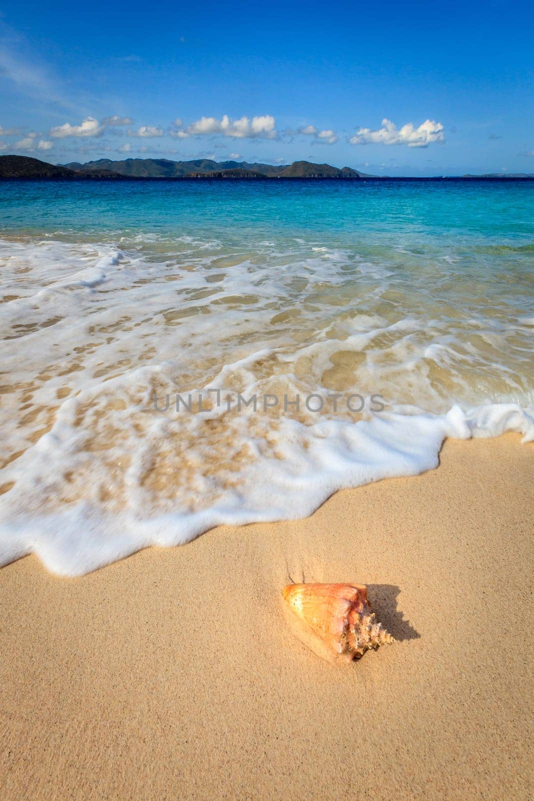 Conch on a beautiful beach on a small island in BVI