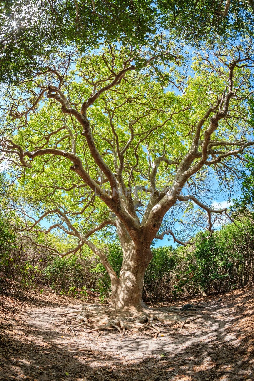 Beautiful old tree on a small island in BVI