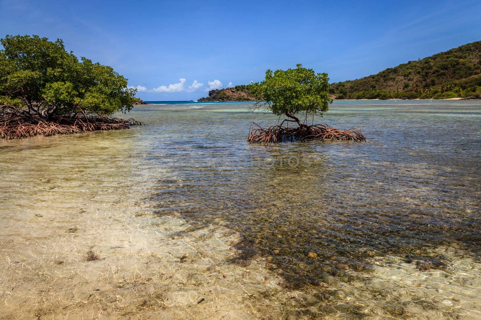 Mangroves in a bay on an island in BVI
