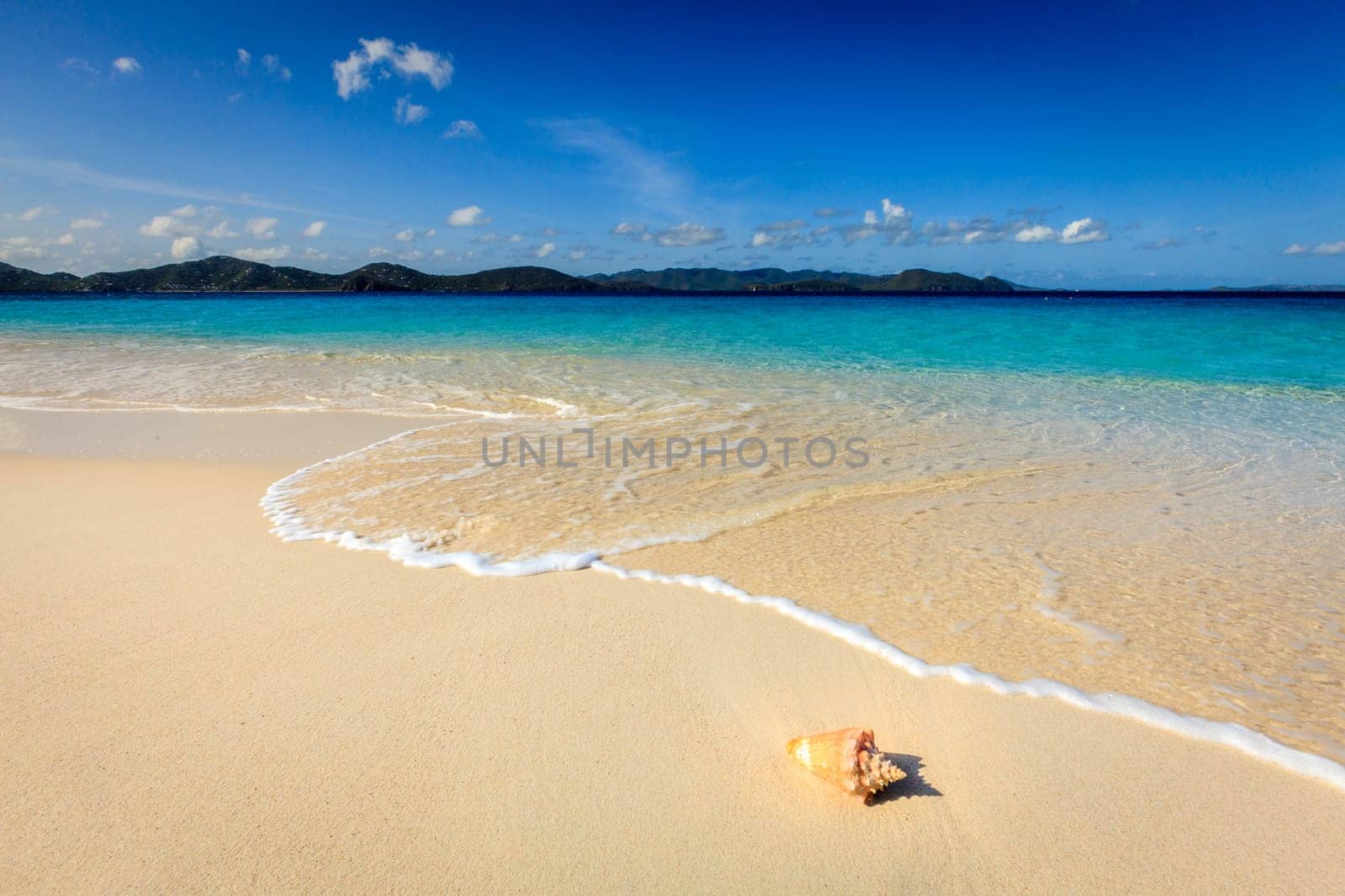 Conch on a beautiful beach on a small island in BVI