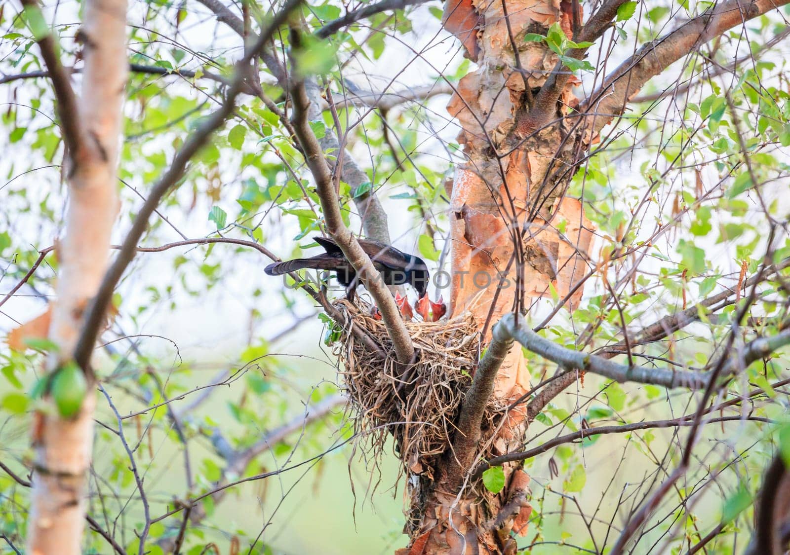 A bird feeding its hatchlings in the nest