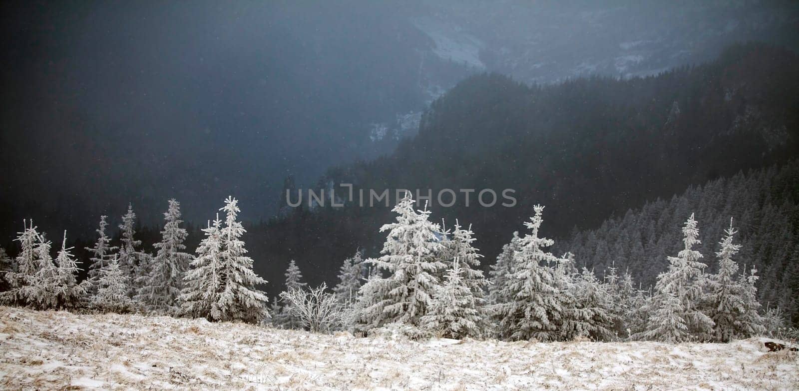 Christmas and New Year background with winter trees in mountains covered with fresh snow - Magic holiday background