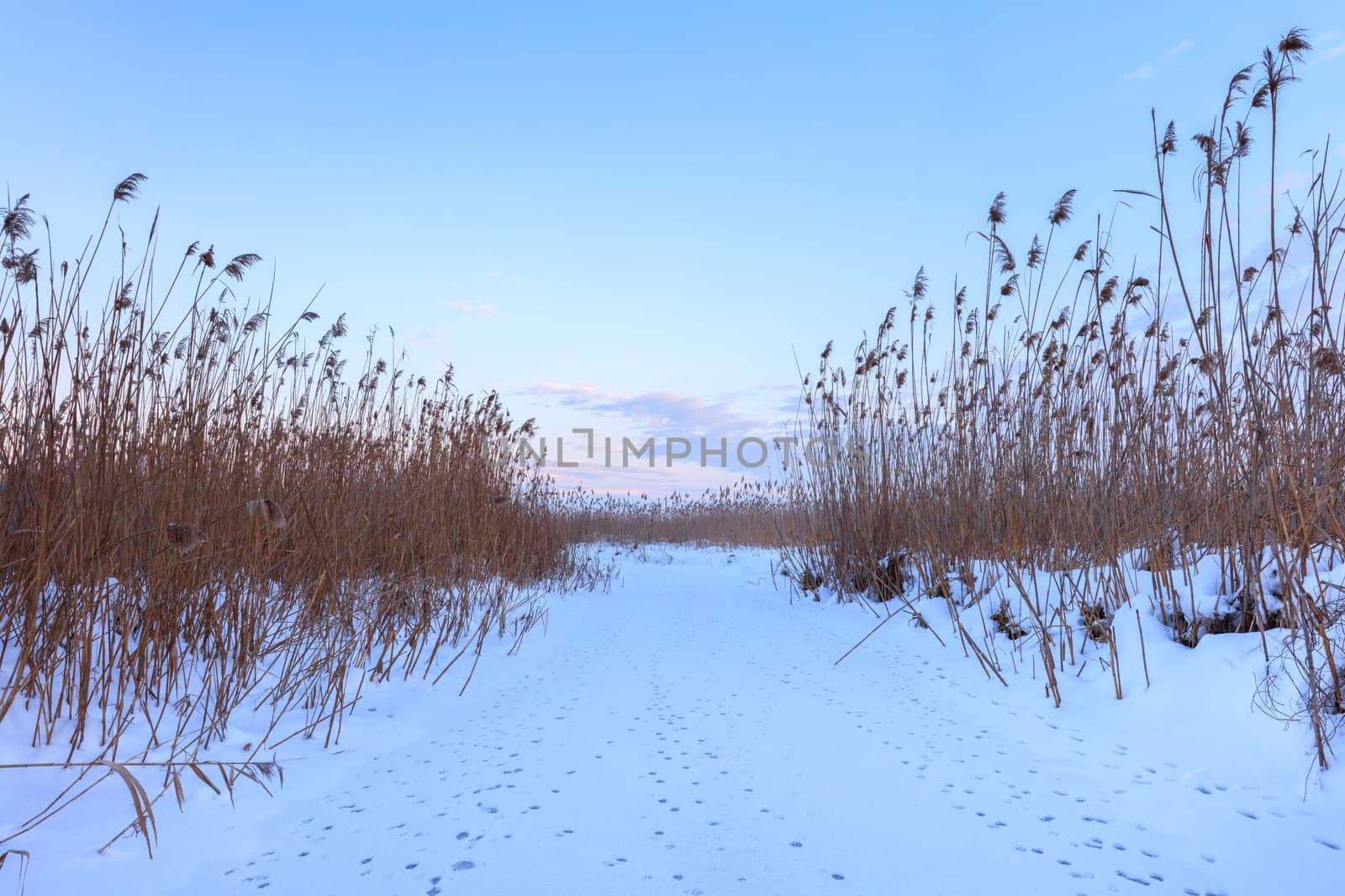 lake in winter. Location: Comana Natural Park, Romania.