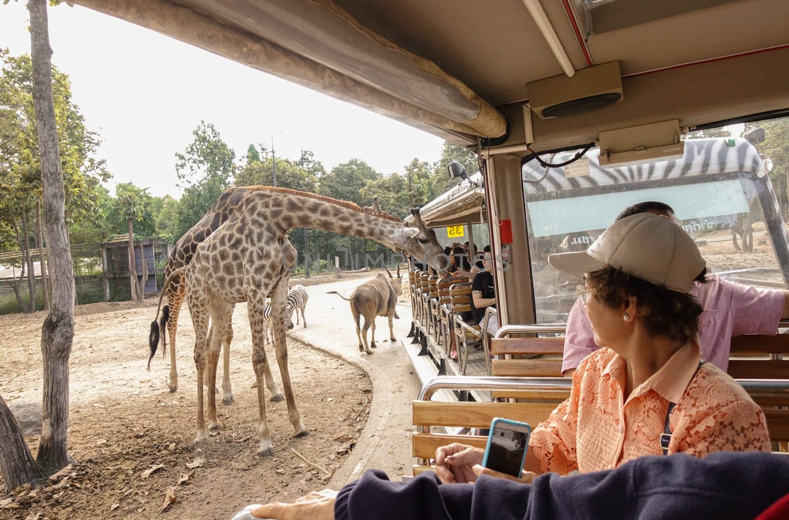 Chiang Mai, Thailand - November 24, 2018:  CHIANG MAI NIGHT SAFARI: zoo with many wildlife animals in natural habitat, One of the main attractions of northern Thailand