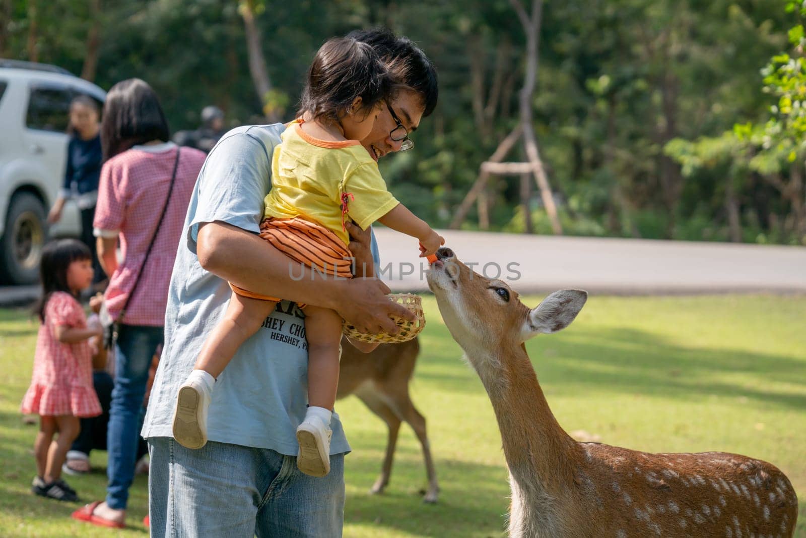 Chiang Mai, Thailand - November 24, 2018:  CHIANG MAI NIGHT SAFARI: zoo with many wildlife animals in natural habitat, One of the main attractions of northern Thailand