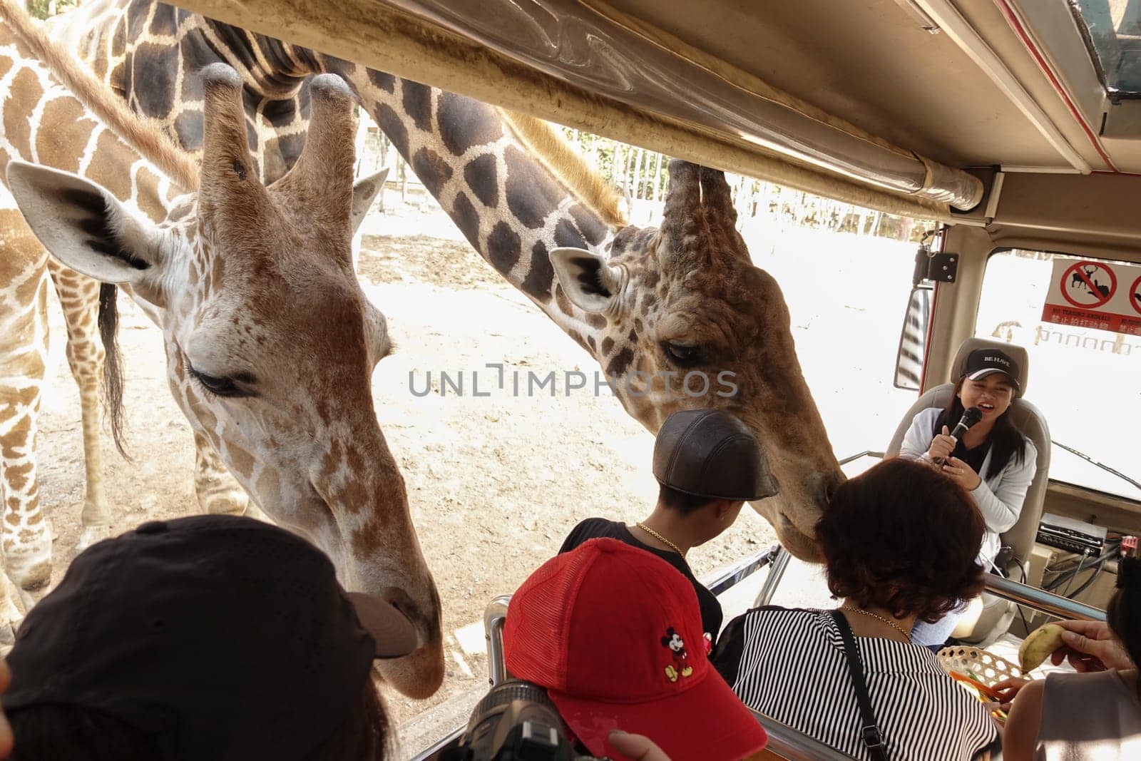 Chiang Mai, Thailand - November 24, 2018:  CHIANG MAI NIGHT SAFARI: zoo with many wildlife animals in natural habitat, One of the main attractions of northern Thailand