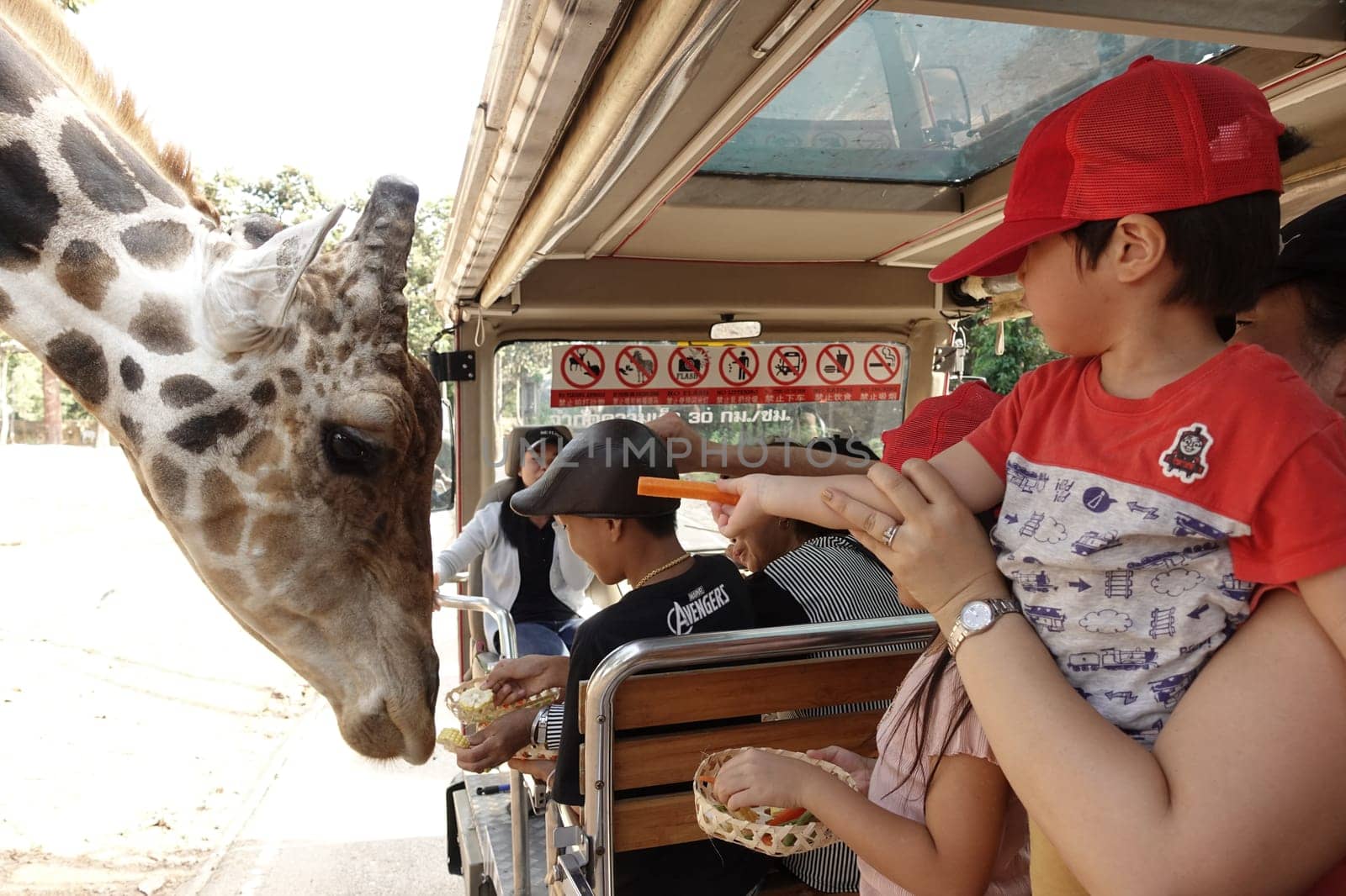 Chiang Mai, Thailand - November 24, 2018:  CHIANG MAI NIGHT SAFARI: zoo with many wildlife animals in natural habitat, One of the main attractions of northern Thailand