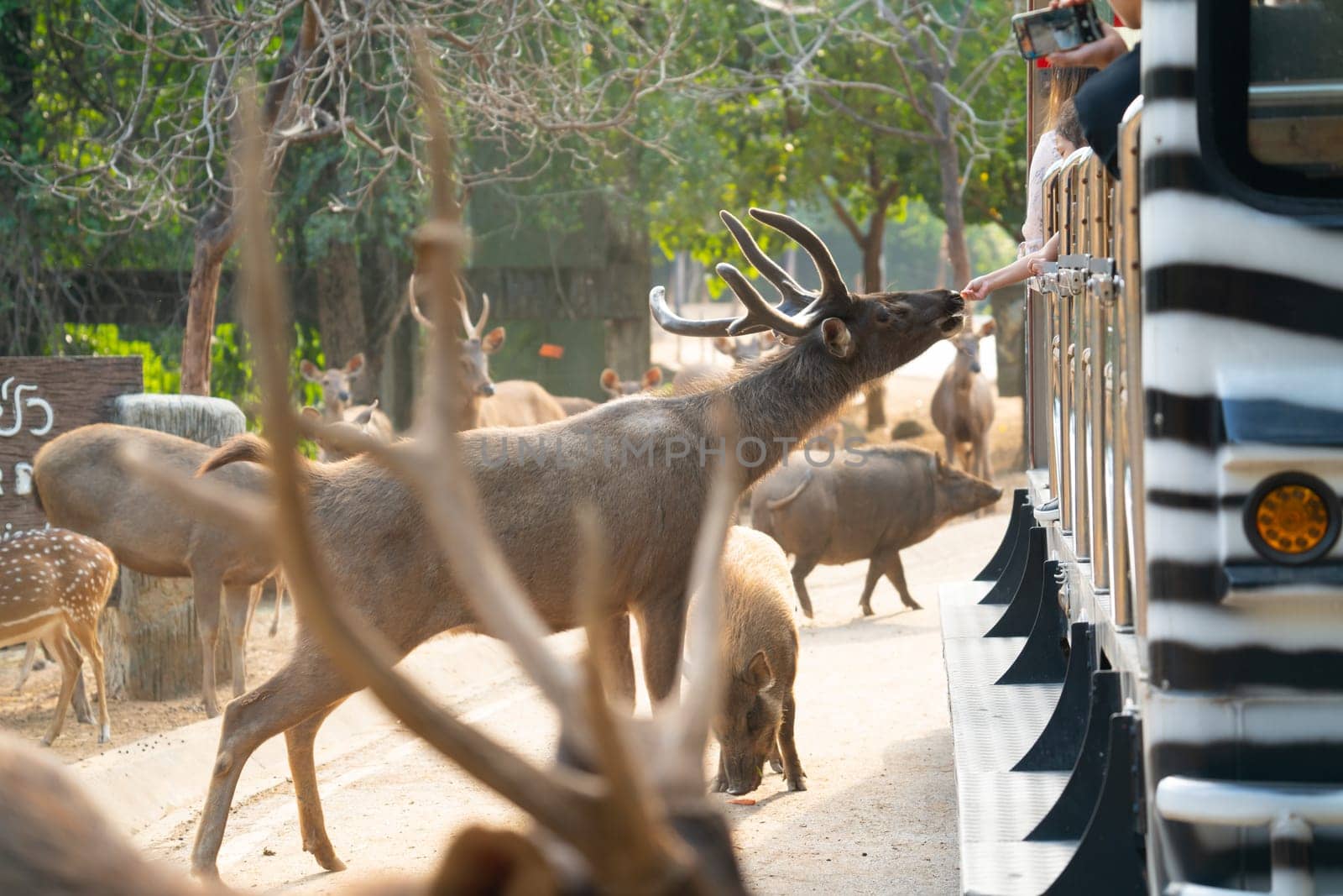 Chiang Mai, Thailand - November 24, 2018:  CHIANG MAI NIGHT SAFARI: zoo with many wildlife animals in natural habitat, One of the main attractions of northern Thailand