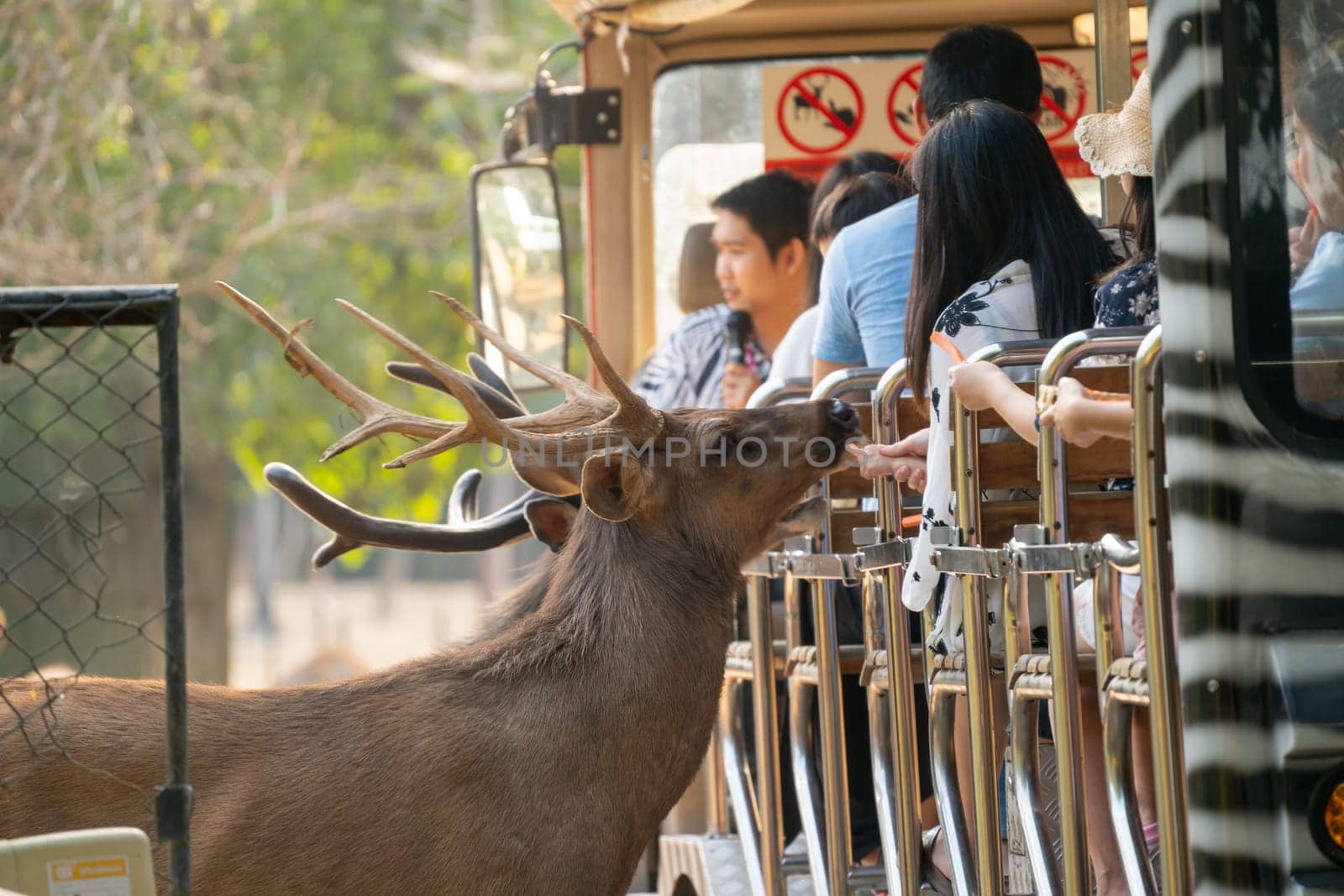 Chiang Mai, Thailand - November 24, 2018:  CHIANG MAI NIGHT SAFARI: zoo with many wildlife animals in natural habitat, One of the main attractions of northern Thailand