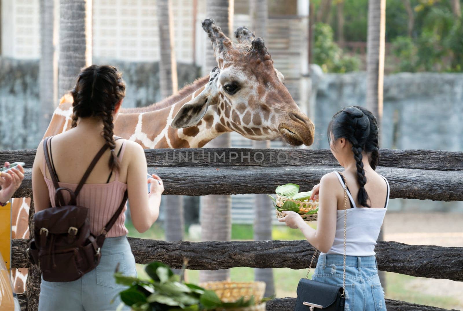 Chiang Mai, Thailand - November 24, 2018:  CHIANG MAI NIGHT SAFARI: zoo with many wildlife animals in natural habitat, One of the main attractions of northern Thailand