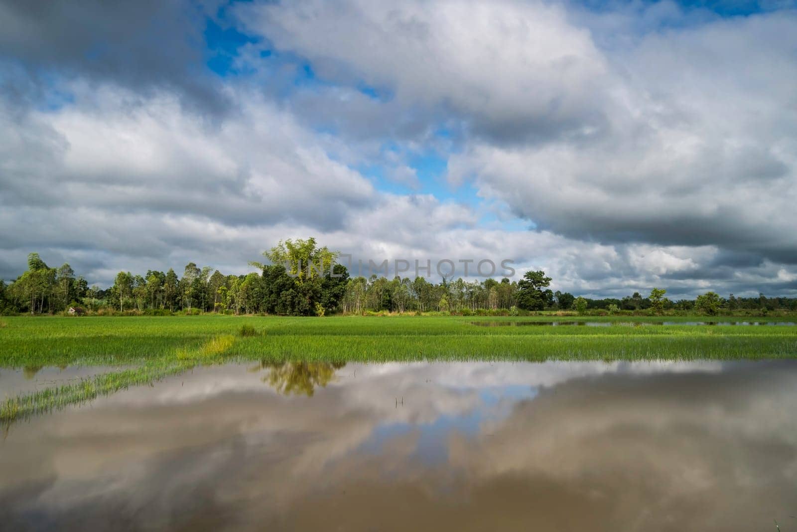 Landscape with standing water and cumulus clouds