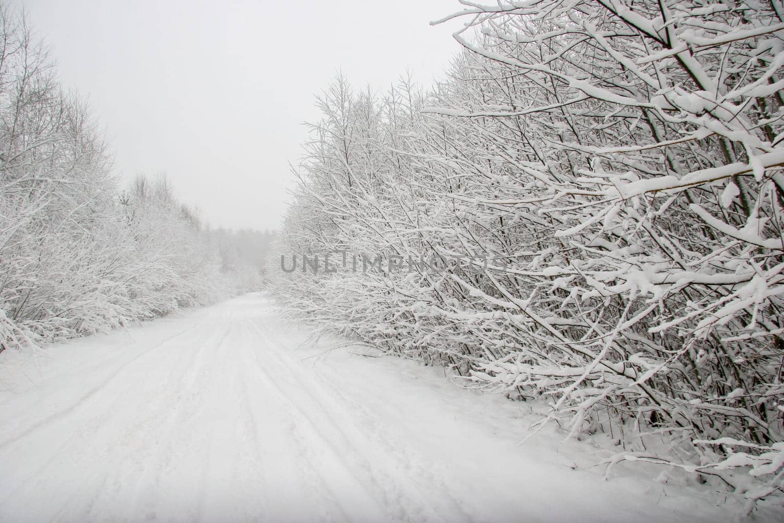 Beautiful landscape of the forest on a cold winter day with trees covered with snow. Snowfall in the forest in Latvia. Country road covered with snow. Winter in forest. ..