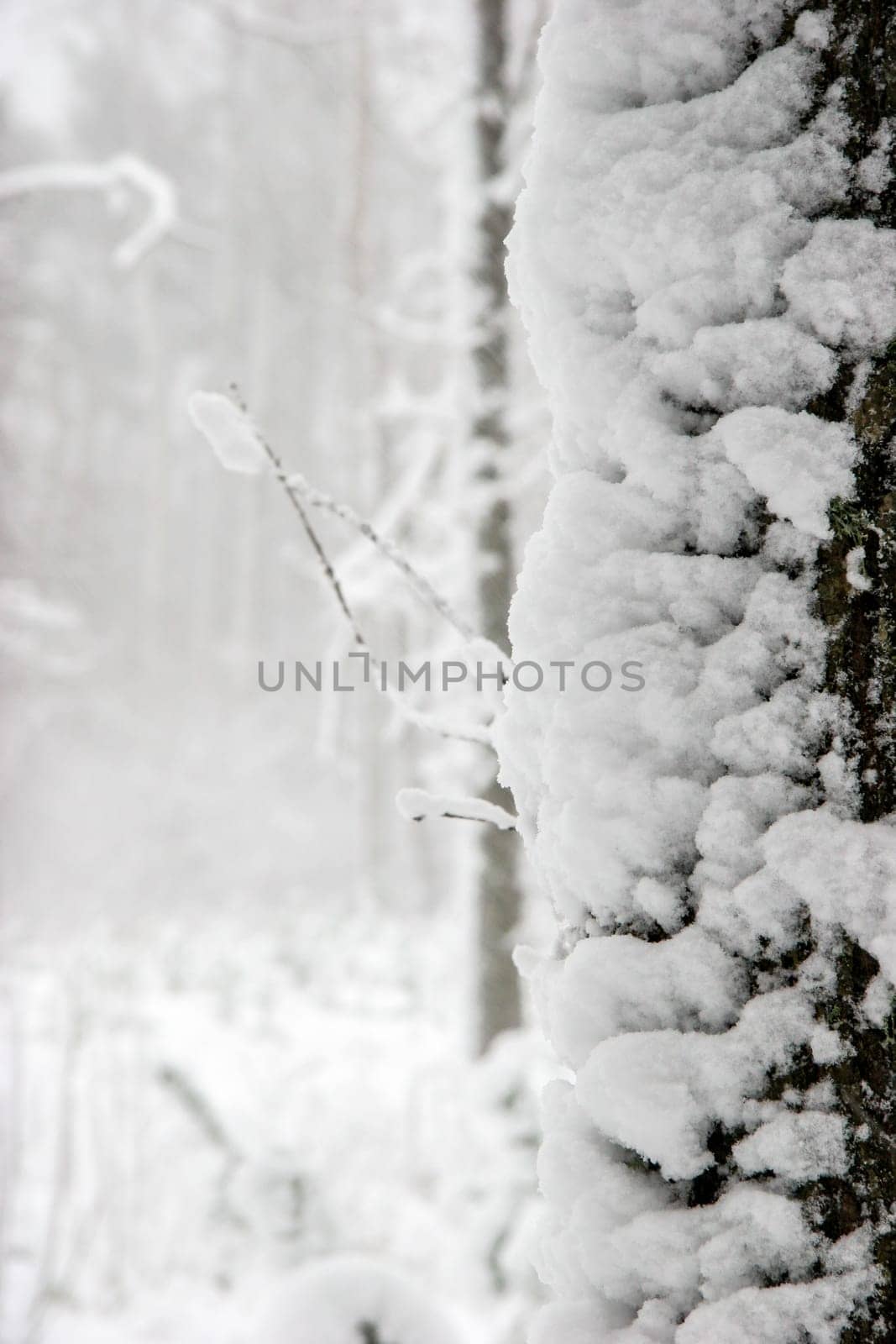 Beautiful landscape of the forest on a cold winter day with trees covered with snow. Snowfall in the forest in Latvia. Winter in forest. ..