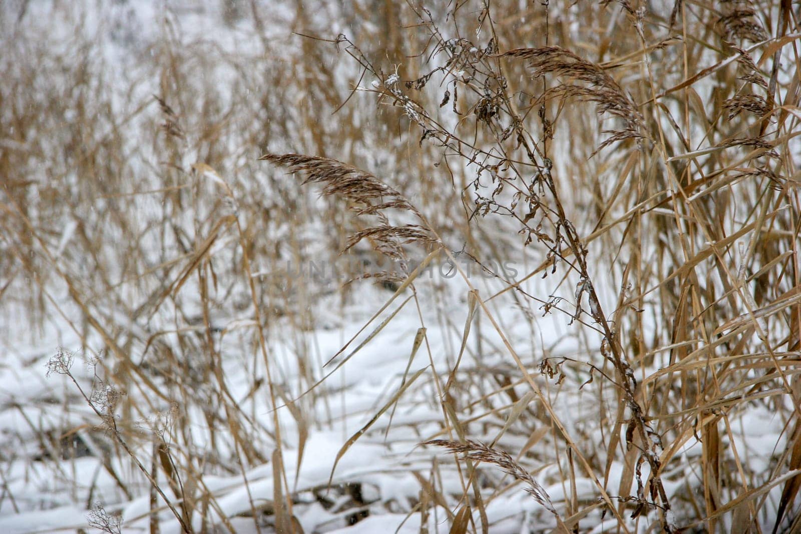 Dry grass cowered with snow as nature background. Winter in Latvia. Grass with snow in winter season