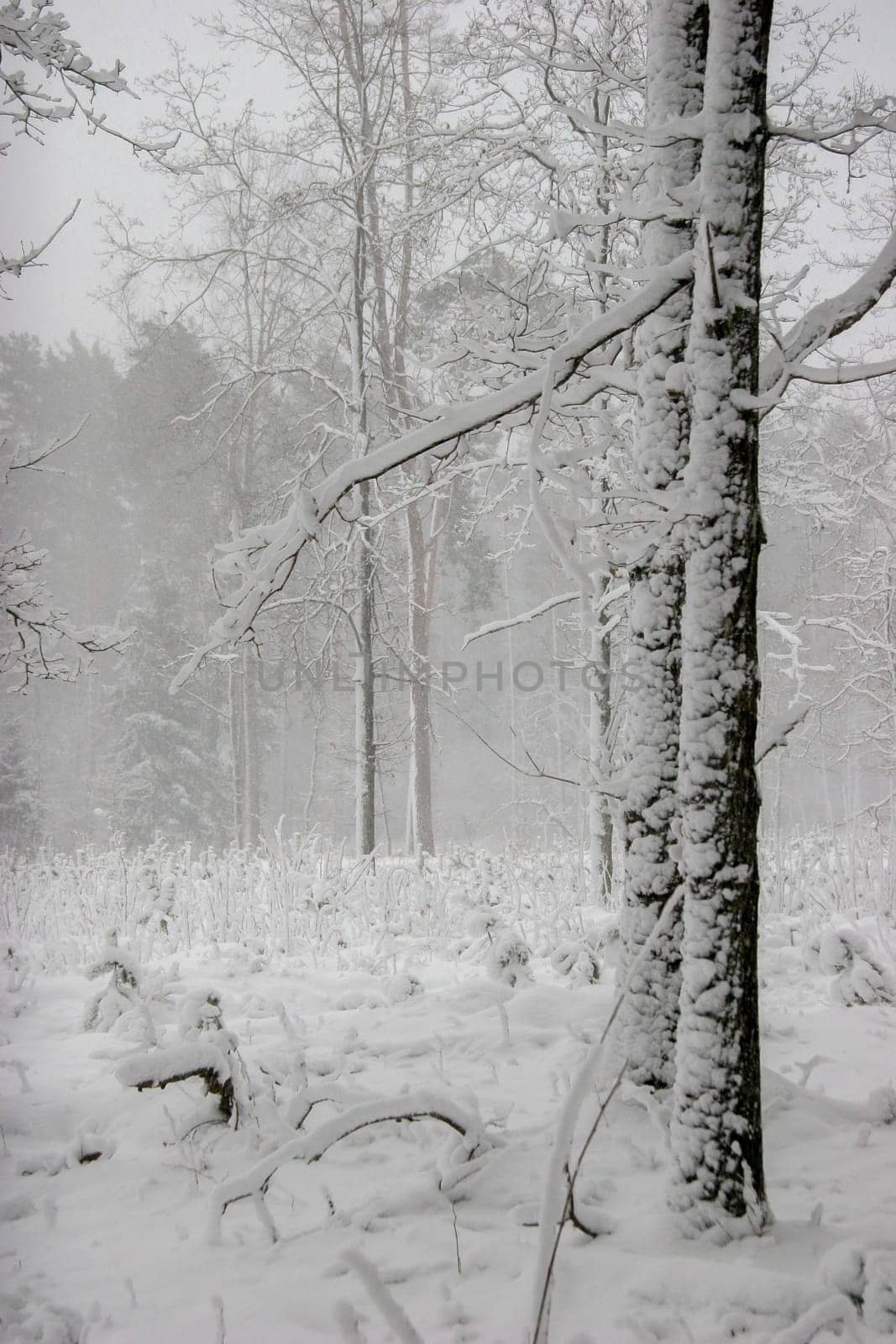 Beautiful landscape of the forest on a cold winter day with trees covered with snow. Snowfall in the forest in Latvia. Winter in forest. Winter forest landscape with snowy winter trees..
