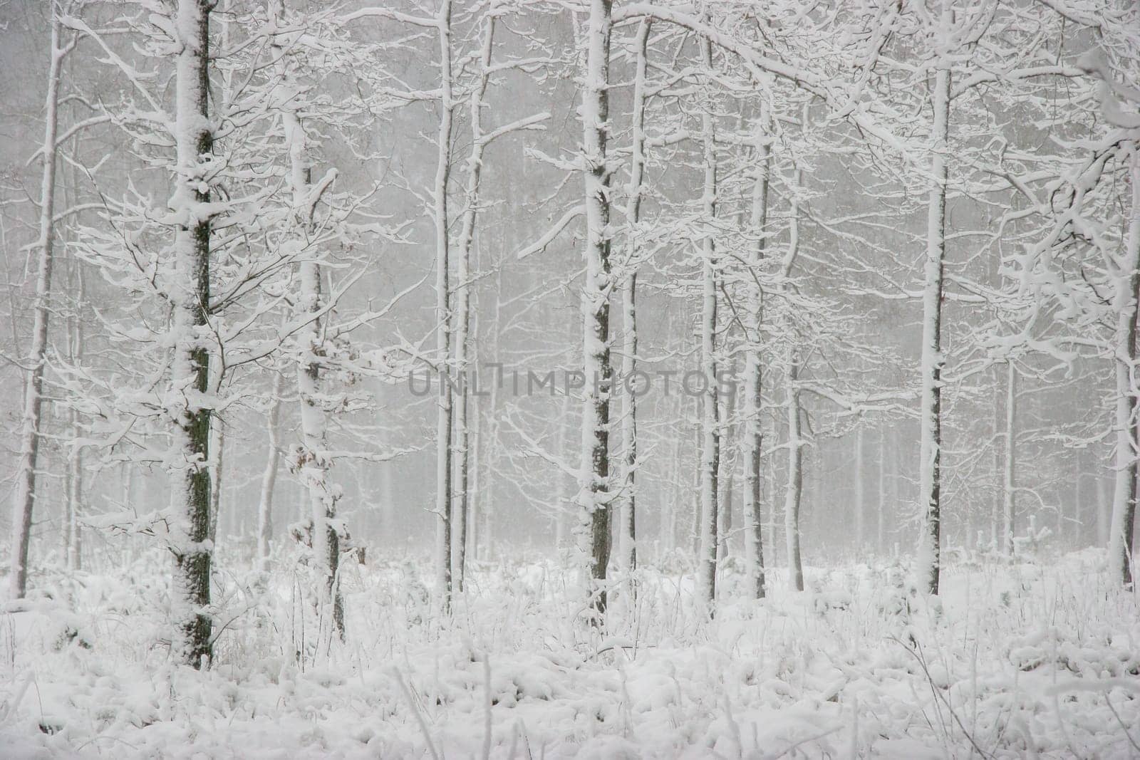 Beautiful landscape of the forest on a cold winter day with trees covered with snow. Snowfall in the forest in Latvia. Winter in forest. Winter forest landscape with snowy winter trees..