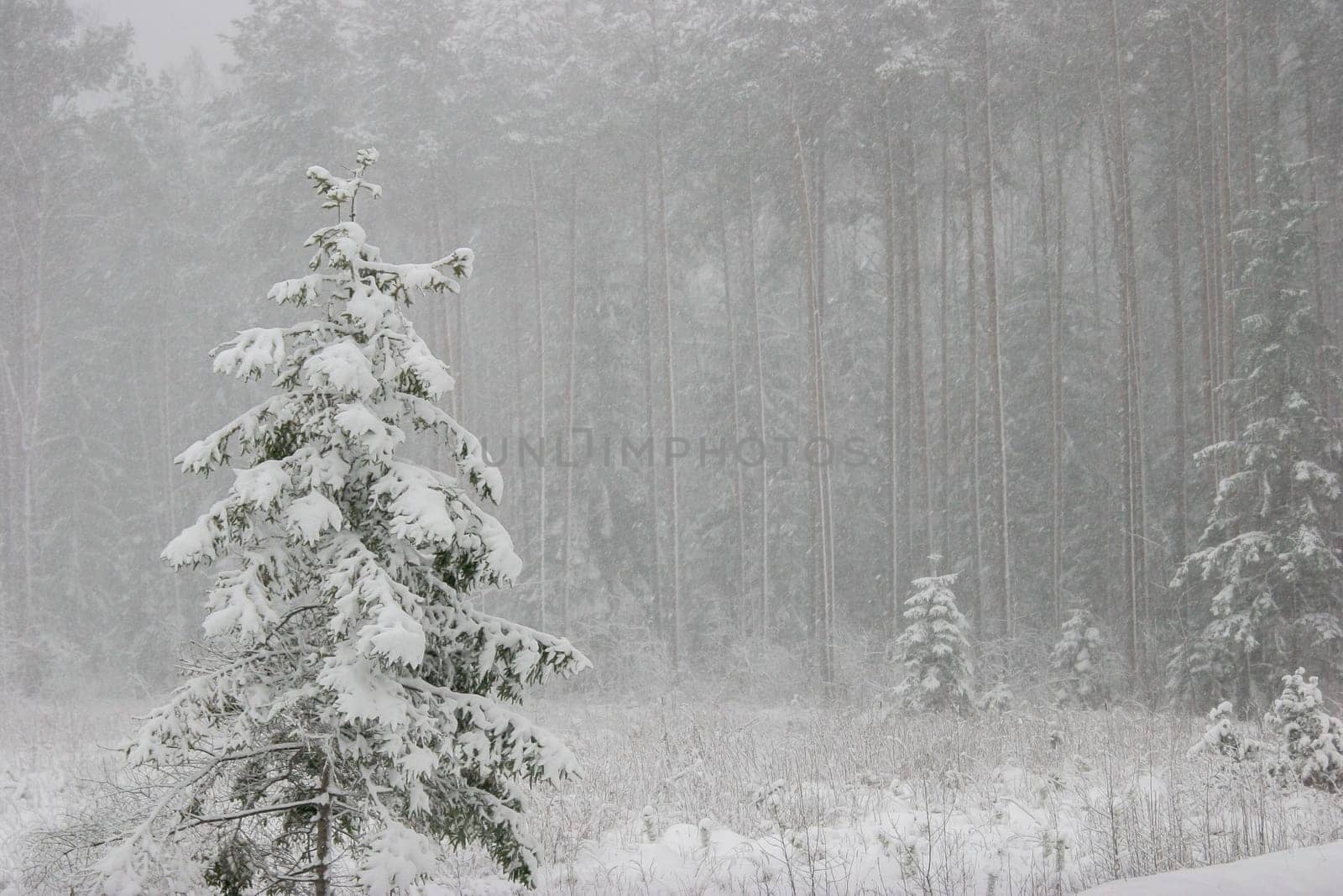 Beautiful landscape of the forest on a cold winter day with trees covered with snow. Snowfall in the forest in Latvia. Winter in forest. Winter forest landscape with snowy winter trees..