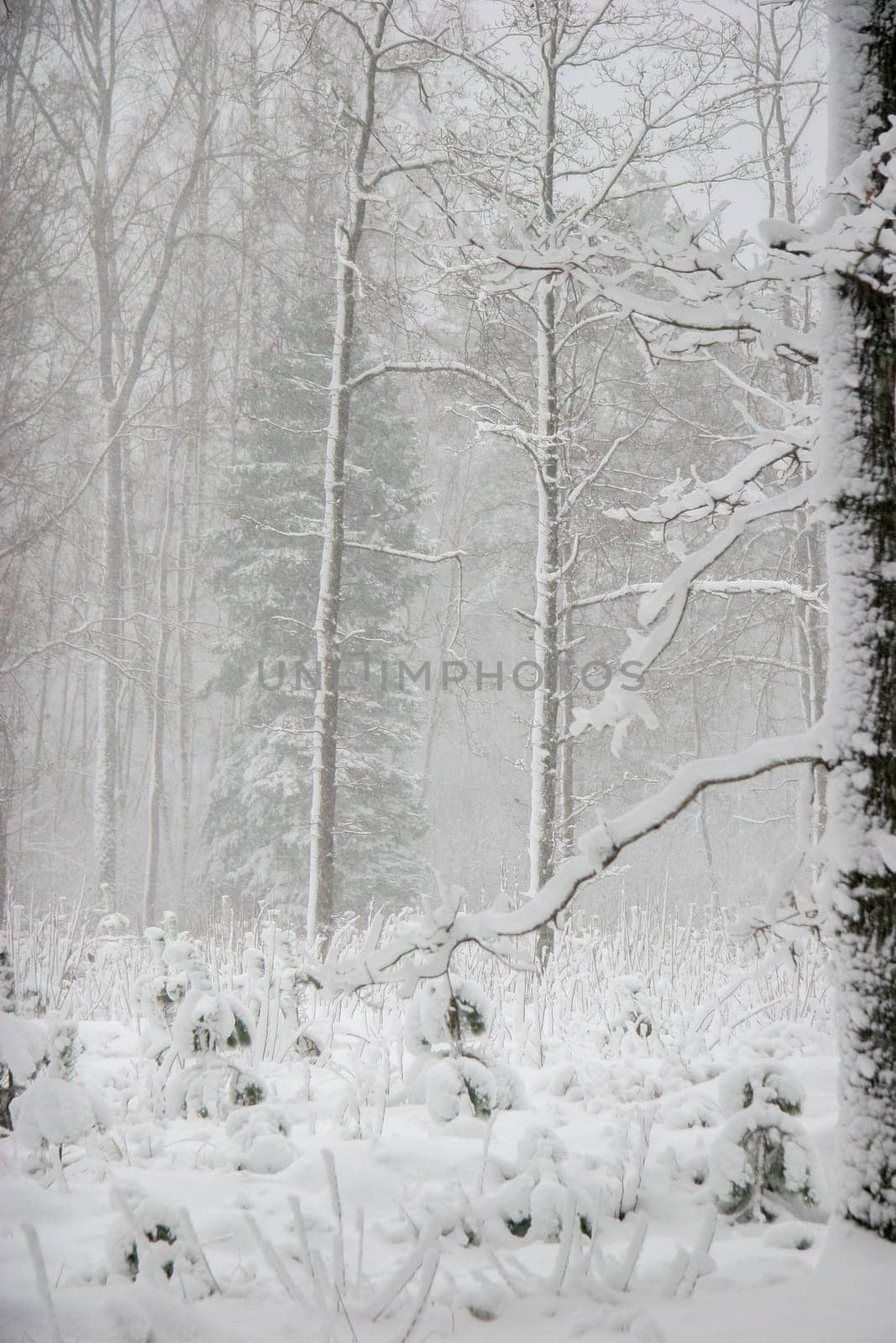 Beautiful landscape of the forest on a cold winter day with trees covered with snow. Snowfall in the forest in Latvia. Winter in forest. Winter forest landscape with snowy winter trees..