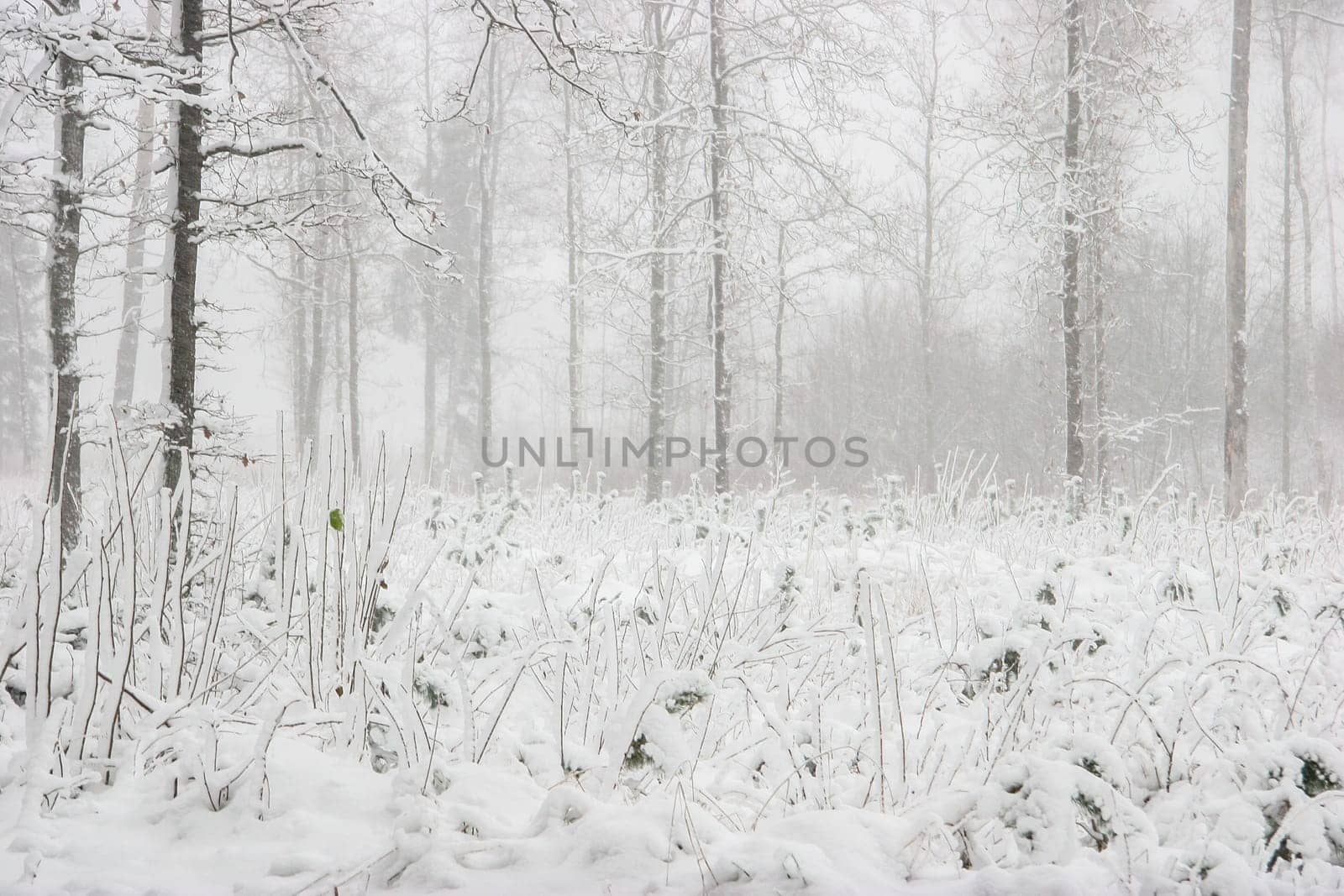 Beautiful landscape of the forest on a cold winter day with trees covered with snow. Snowfall in the forest in Latvia. Winter in forest. Winter forest landscape with snowy winter trees..
