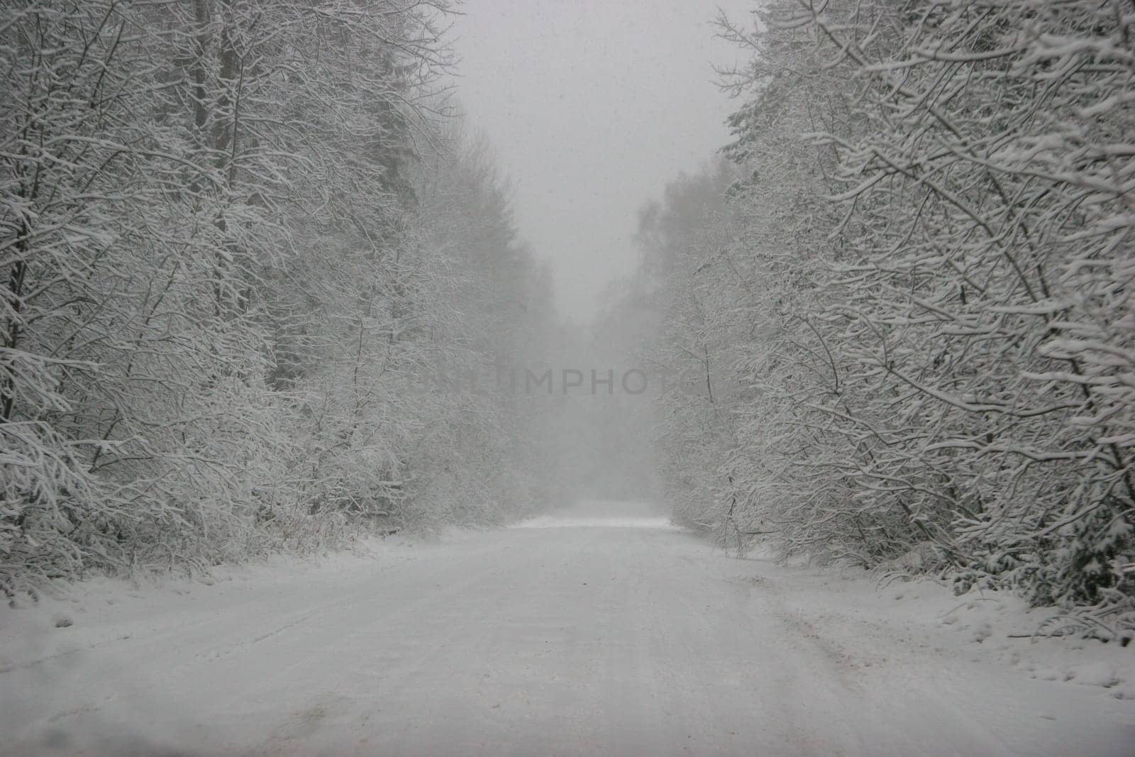 Beautiful landscape of the forest on a cold winter day with trees covered with snow. Snowfall in the forest in Latvia. Country road covered with snow. Winter in forest. ..