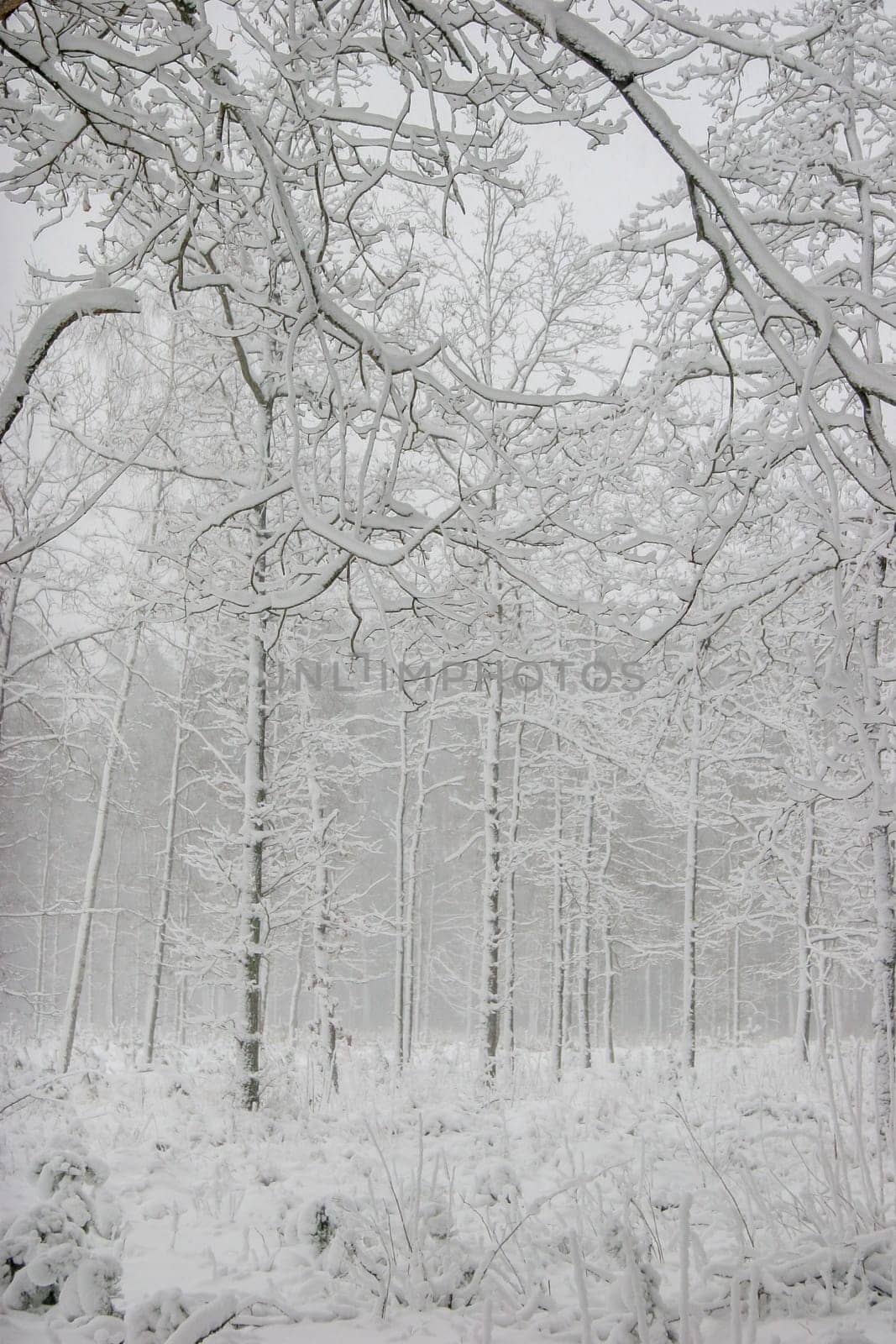 Beautiful landscape of the forest on a cold winter day with trees covered with snow. Snowfall in the forest in Latvia. Winter in forest. Winter forest landscape with snowy winter trees..