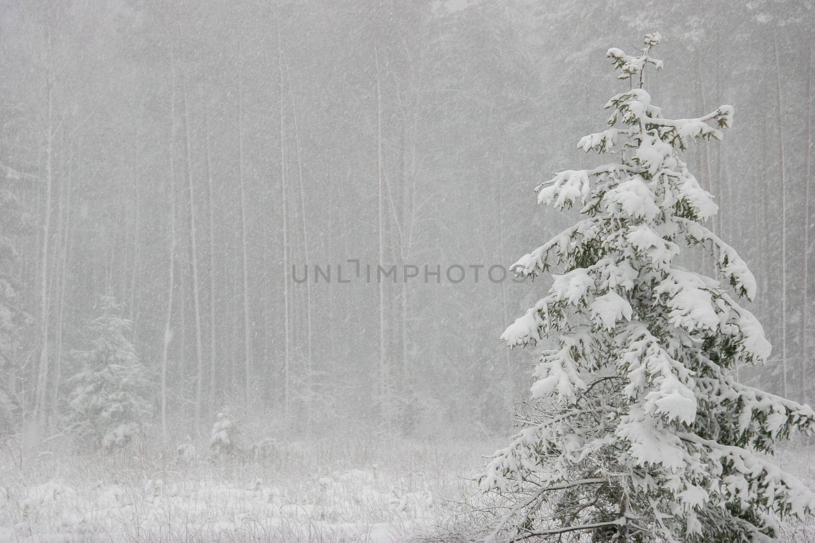 Beautiful landscape of the forest on a cold winter day with trees covered with snow. Snowfall in the forest in Latvia. Winter in forest. Winter forest landscape with snowy winter trees..