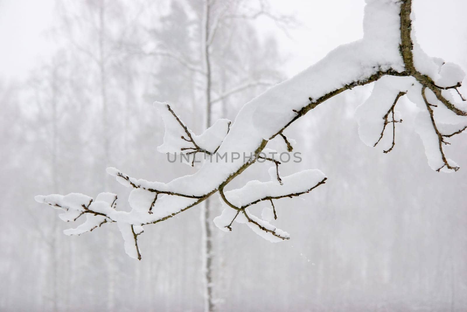 Beautiful landscape of the forest on a cold winter day with trees covered with snow. Snowfall in the forest in Latvia. Winter in forest. ..