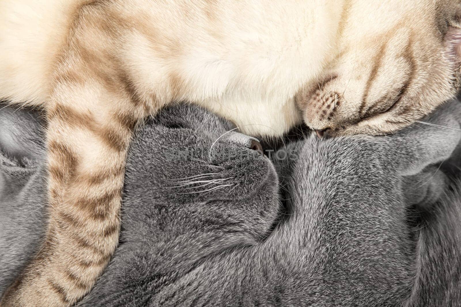 two cuddling cats