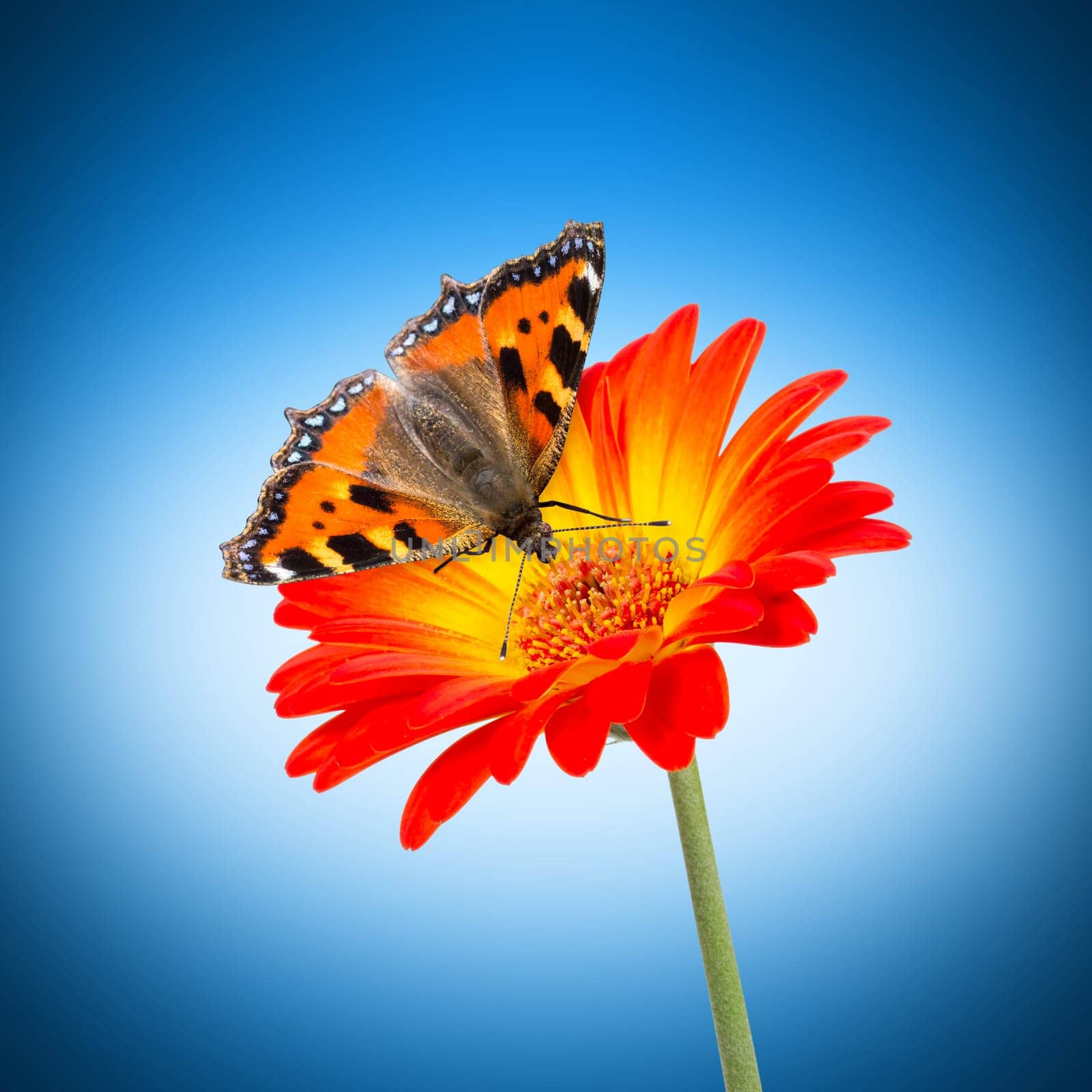 butterfly on orange flower isolated