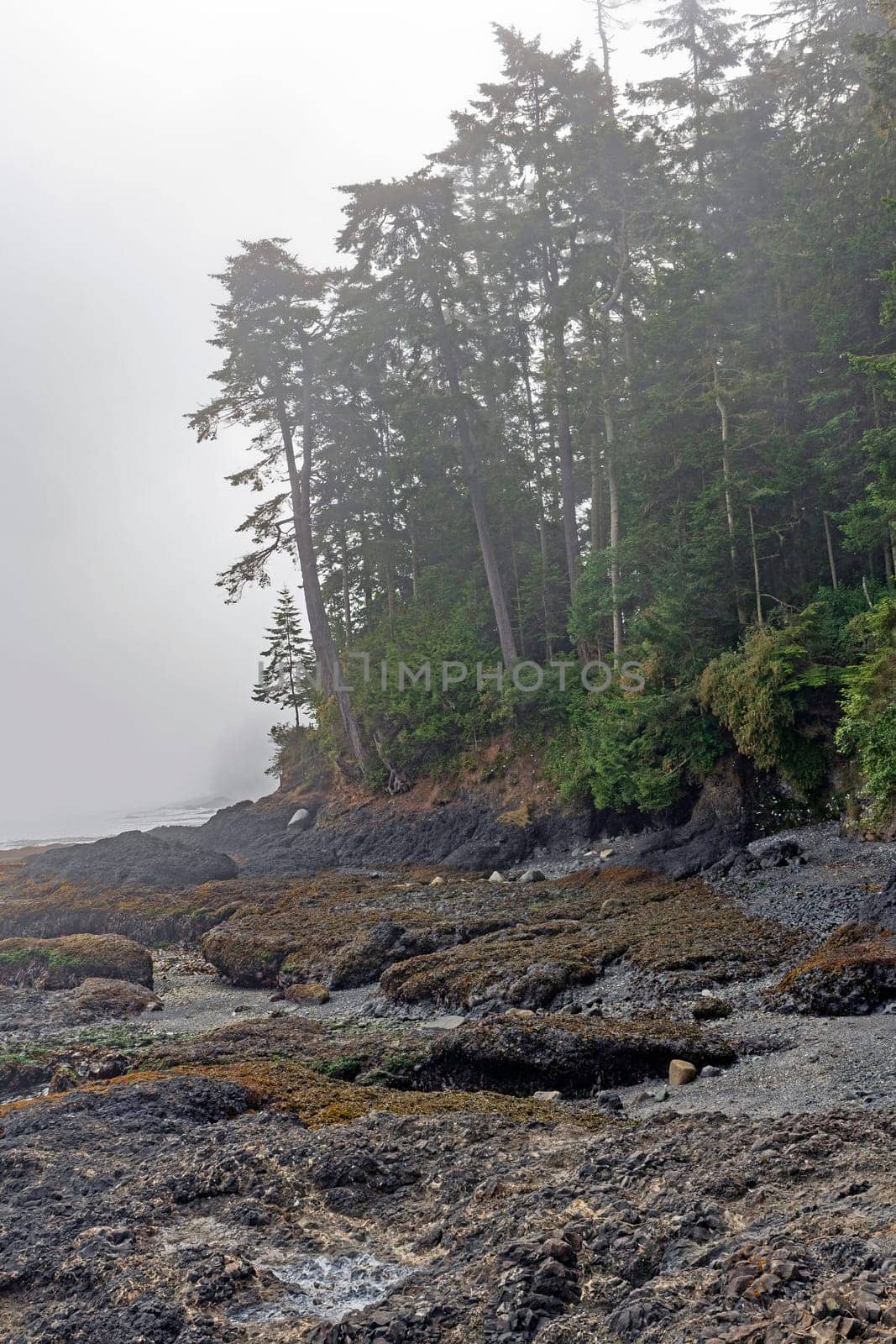 Fog and Mist at Low Tide on the coast of the Olympic Peninsula at Salt Creek Recreation Area in Washington