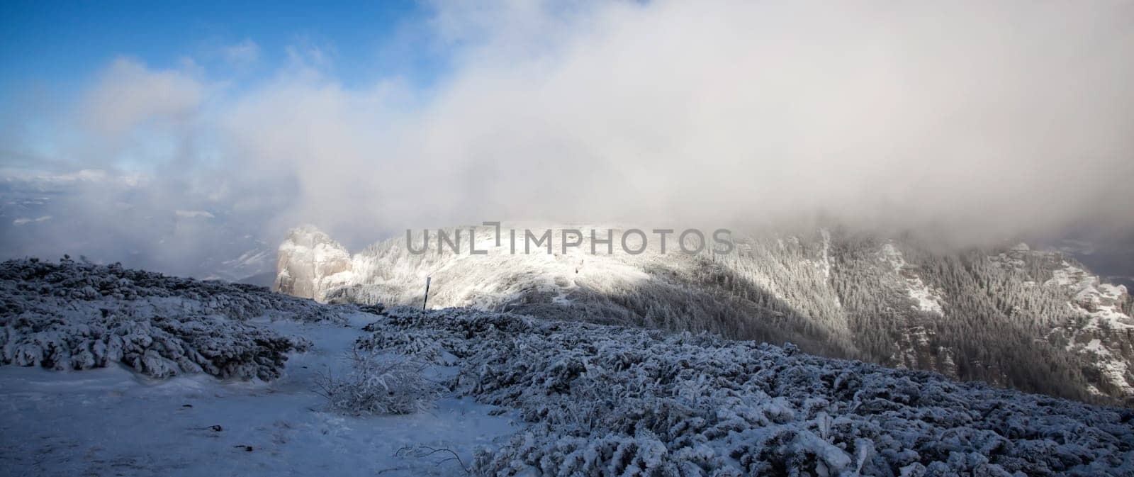 Snowy fir trees in fog in the mountains - Magic holiday background